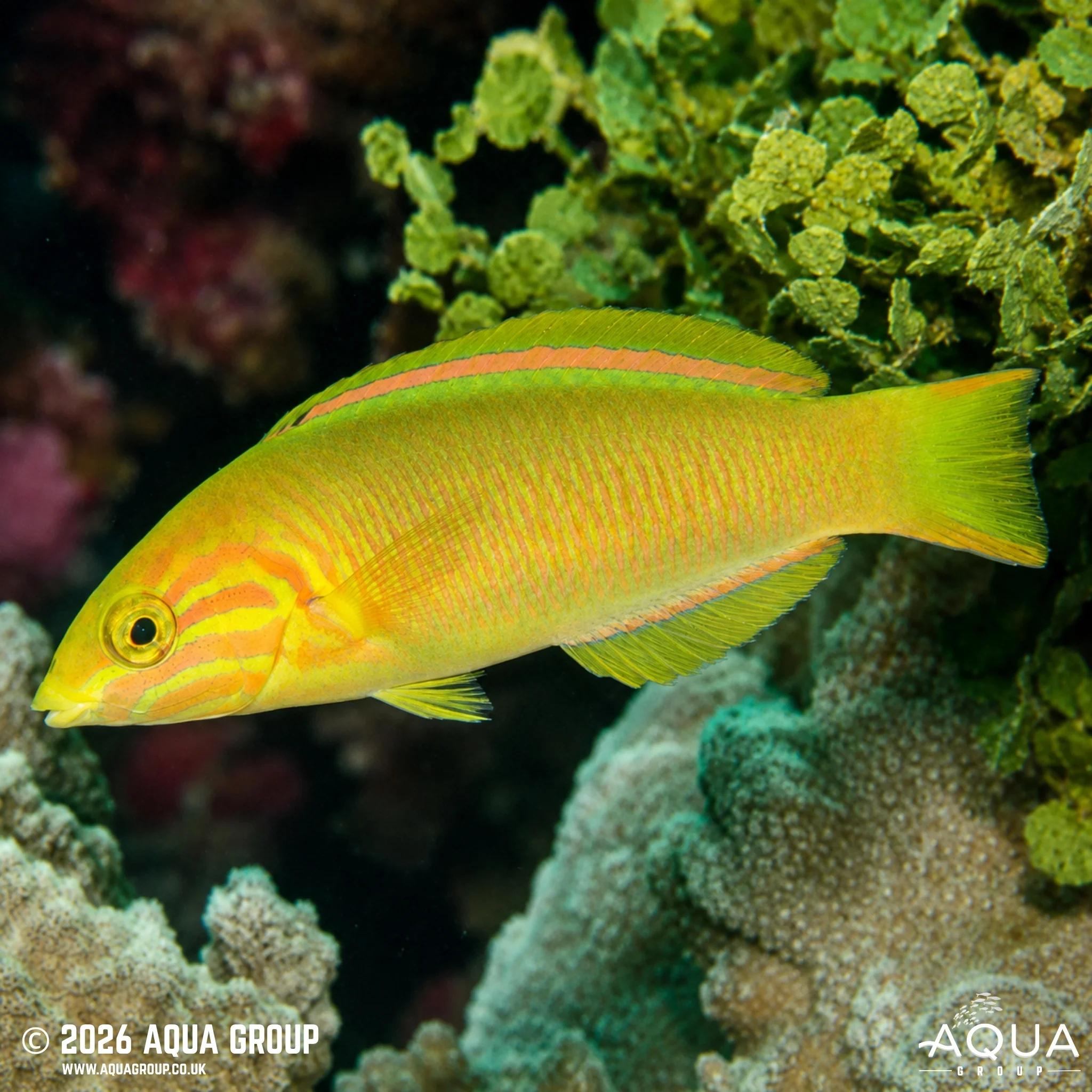 Marshall Islands Wrasse - Thalassoma lutescens - Image 3