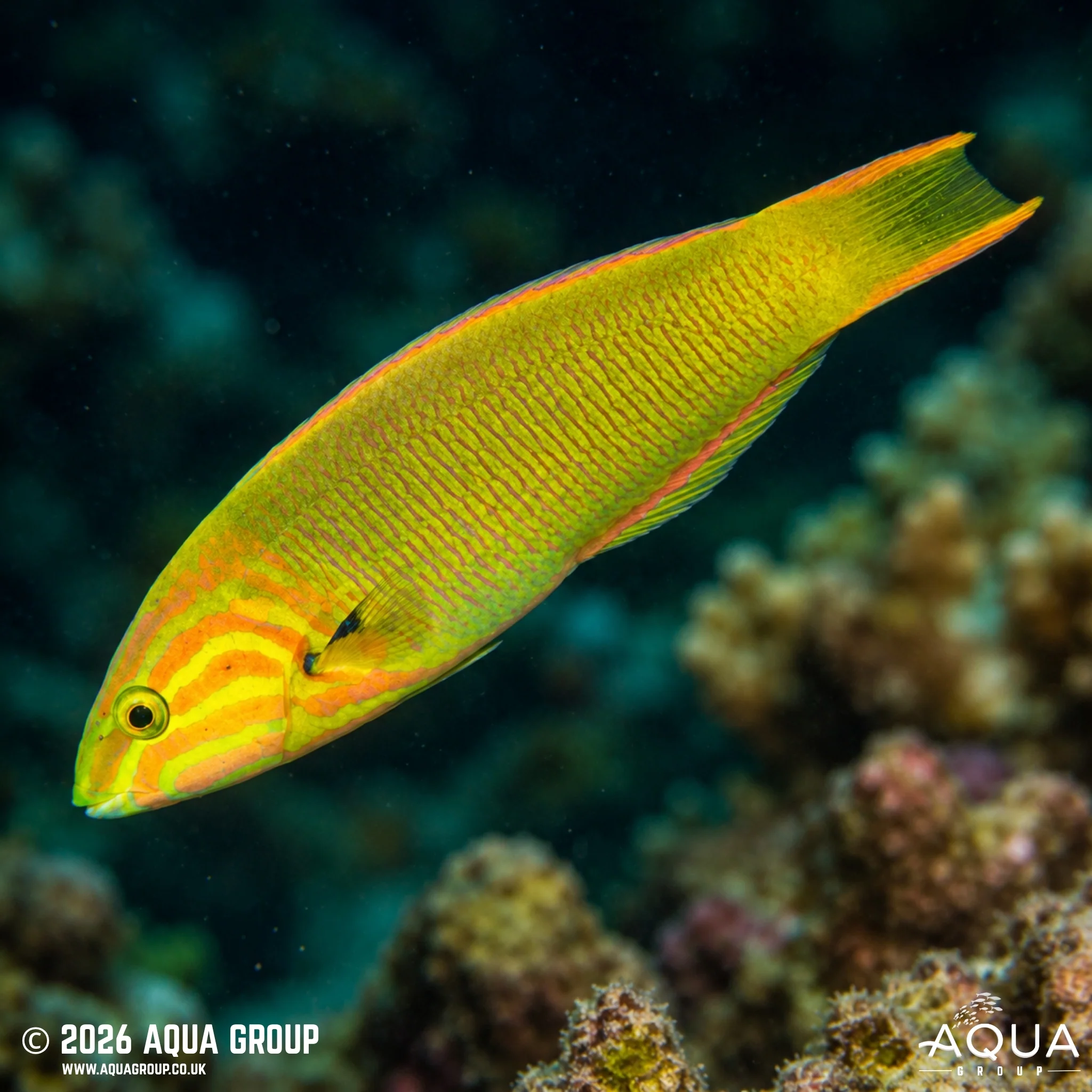 Marshall Islands Wrasse - Thalassoma lutescens - Image 4