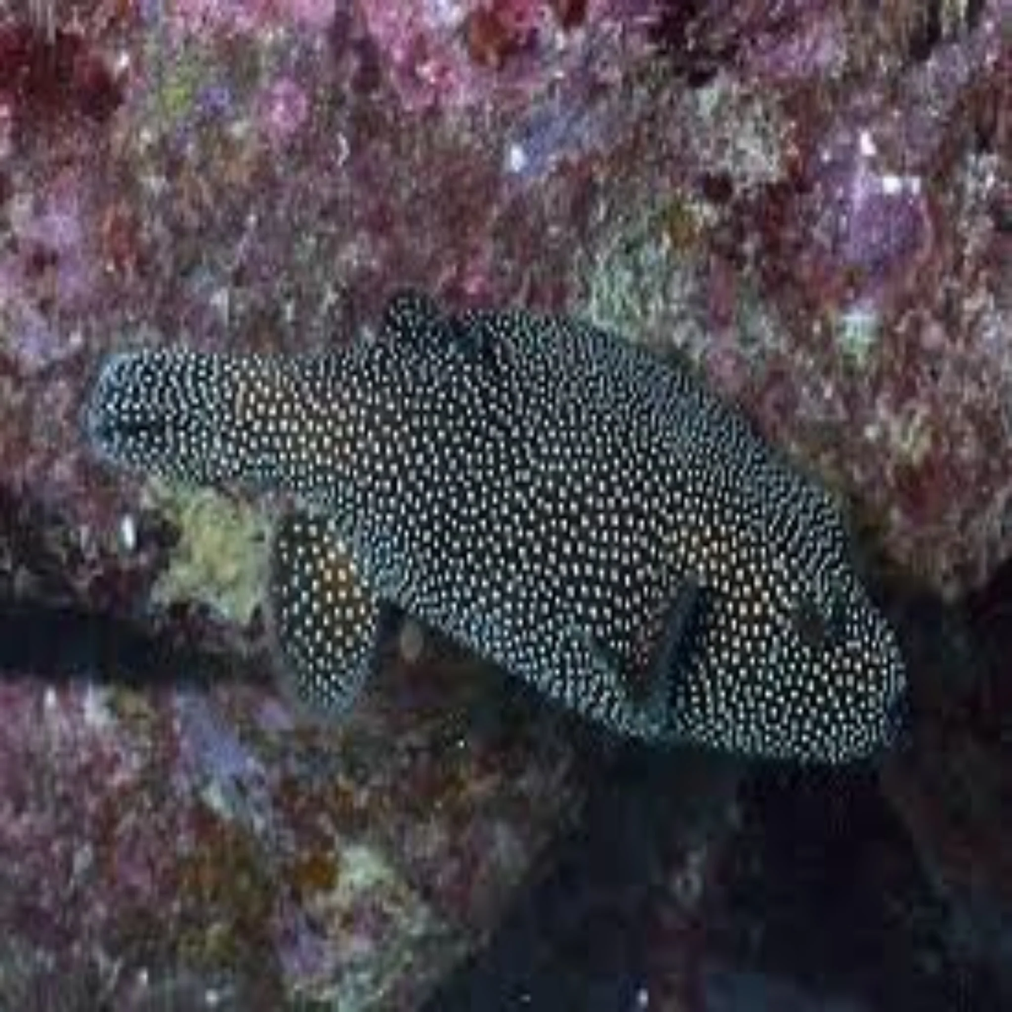 Meleagris Puffer- Guineafowl