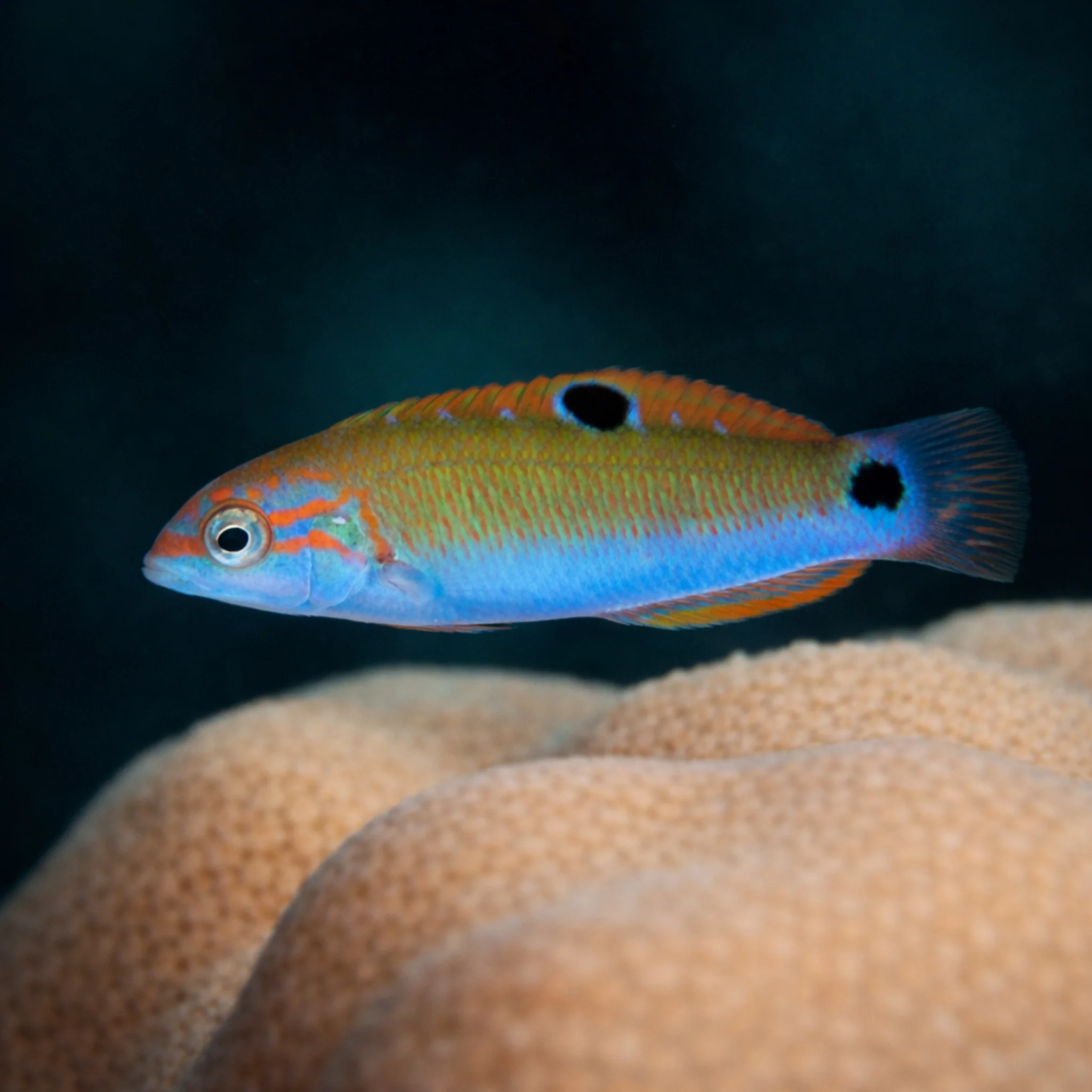 Moon Wrasse - Thalassoma lunare - Image 3