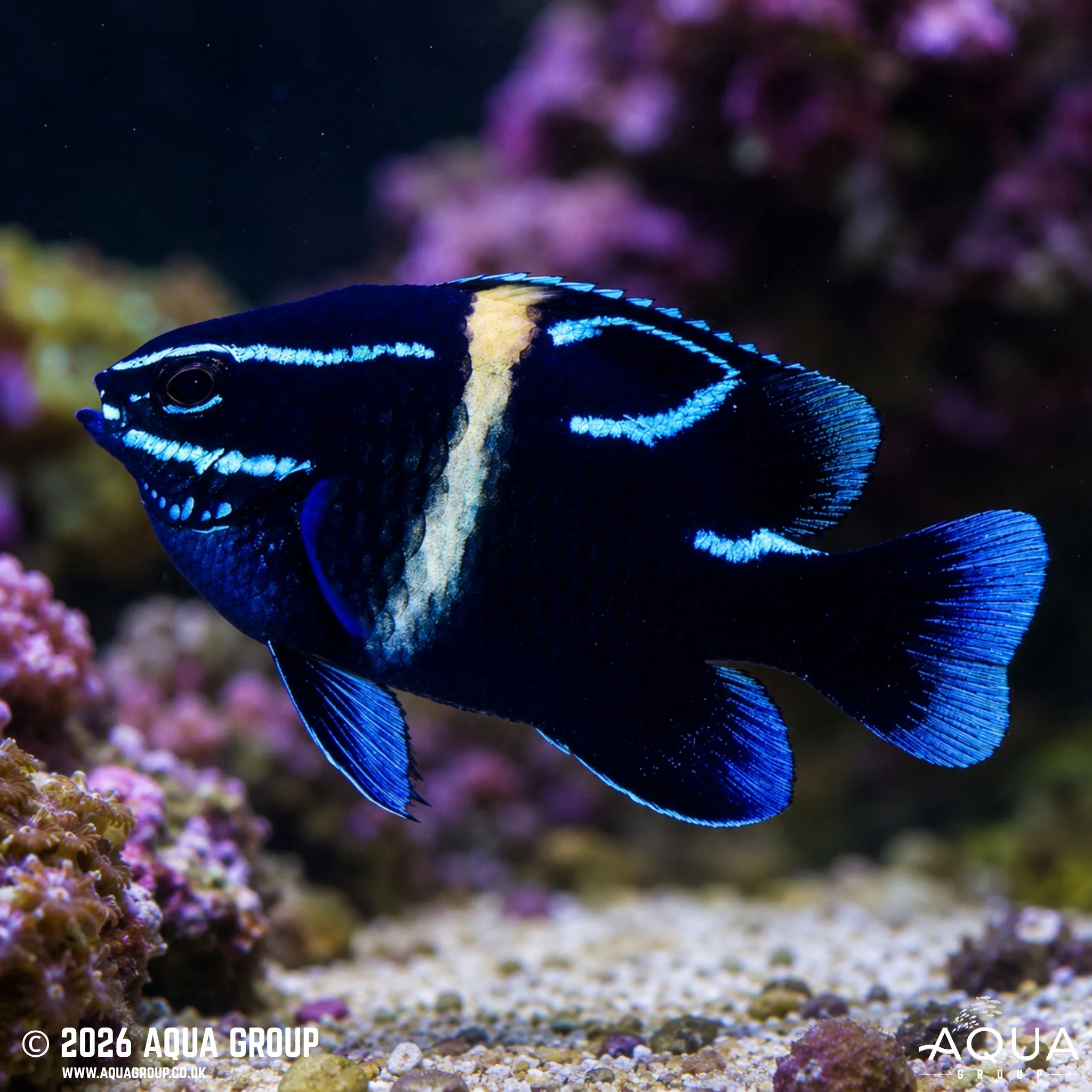 Neon Velvet Damsel - Neoglyphidodon oxyodon