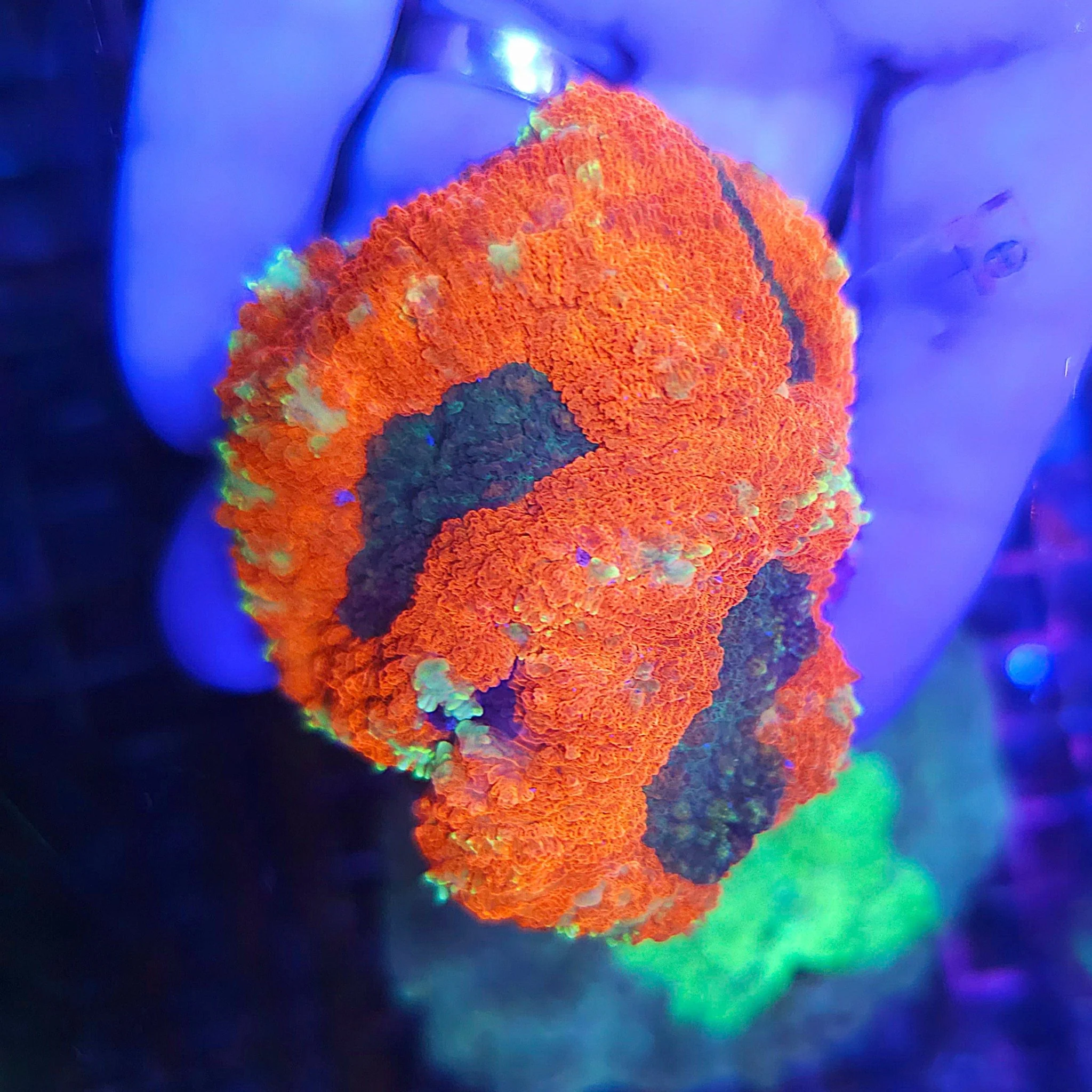 Lobophyllia Mix