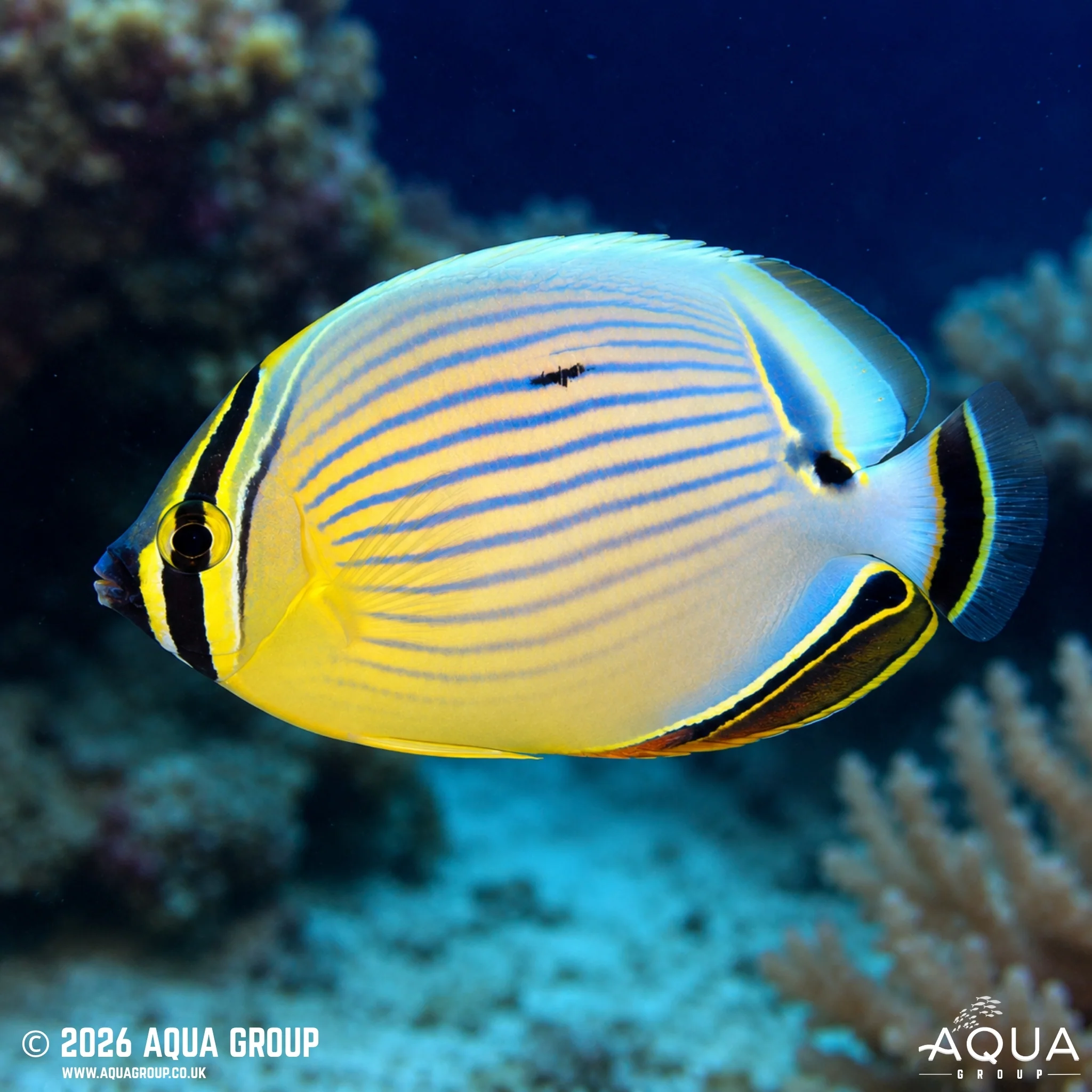 Oval Butterfly - Chaetodon Lunulatus