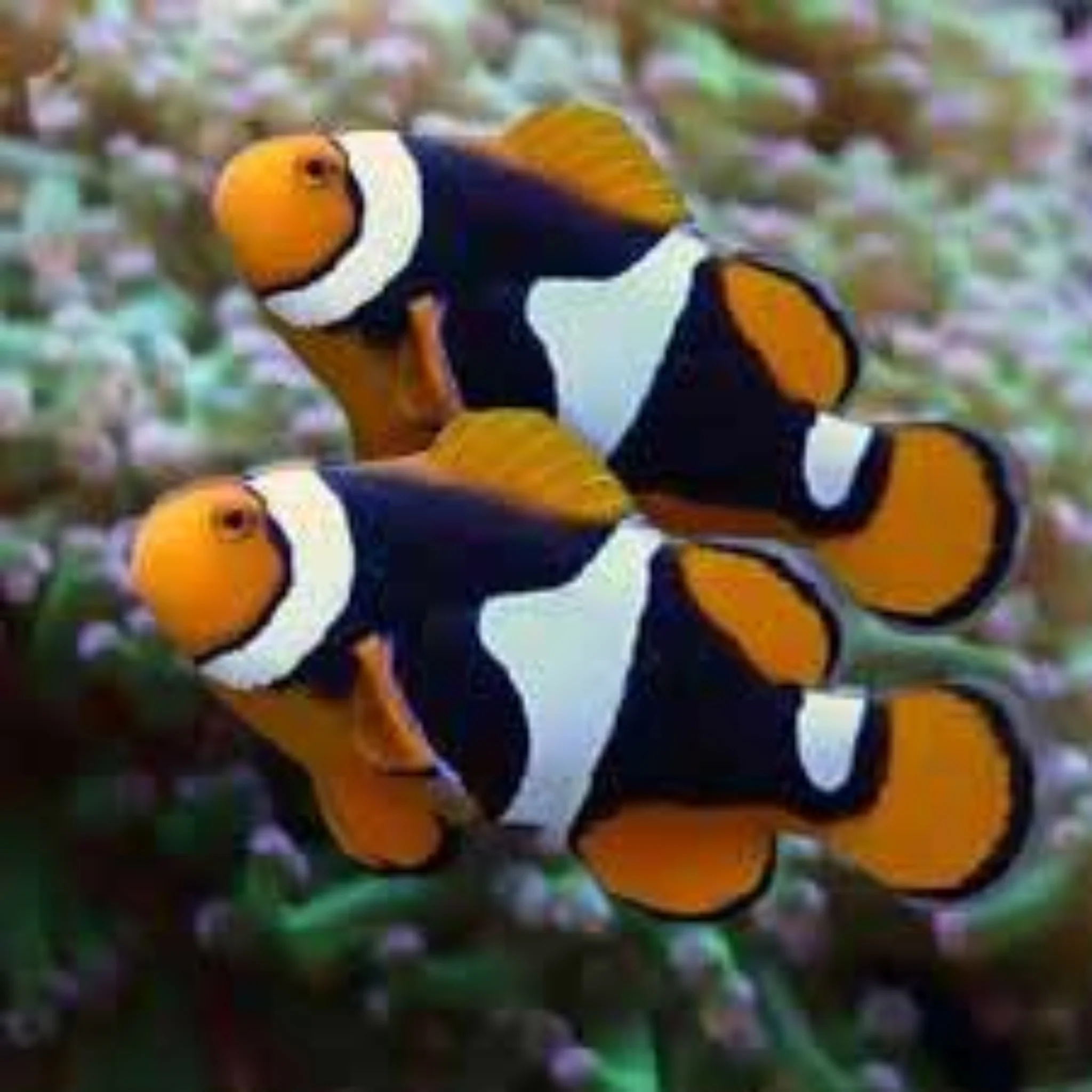 Solomon True Black Percula Clown
