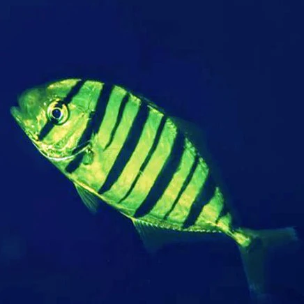 Pilot Fish