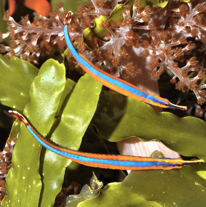 Pipefish - Blue