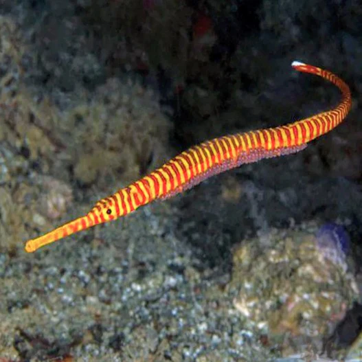 Candy Pipefish