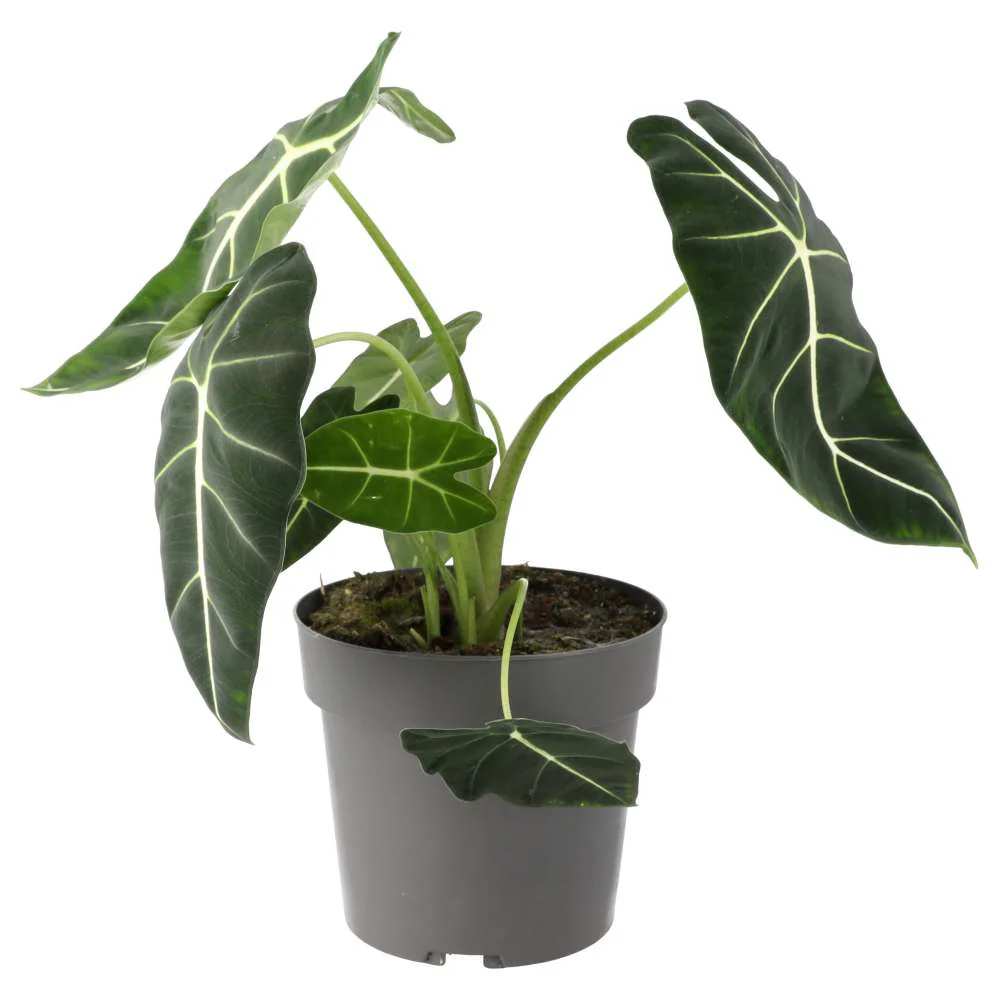 ProRep Live Plant Alocasia 'Frydek' X Large