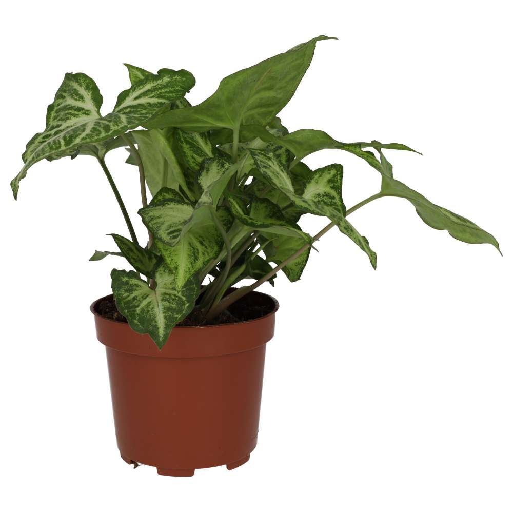 ProRep Live Plant Arrowhead Vine ‘Arrow’ (Large)