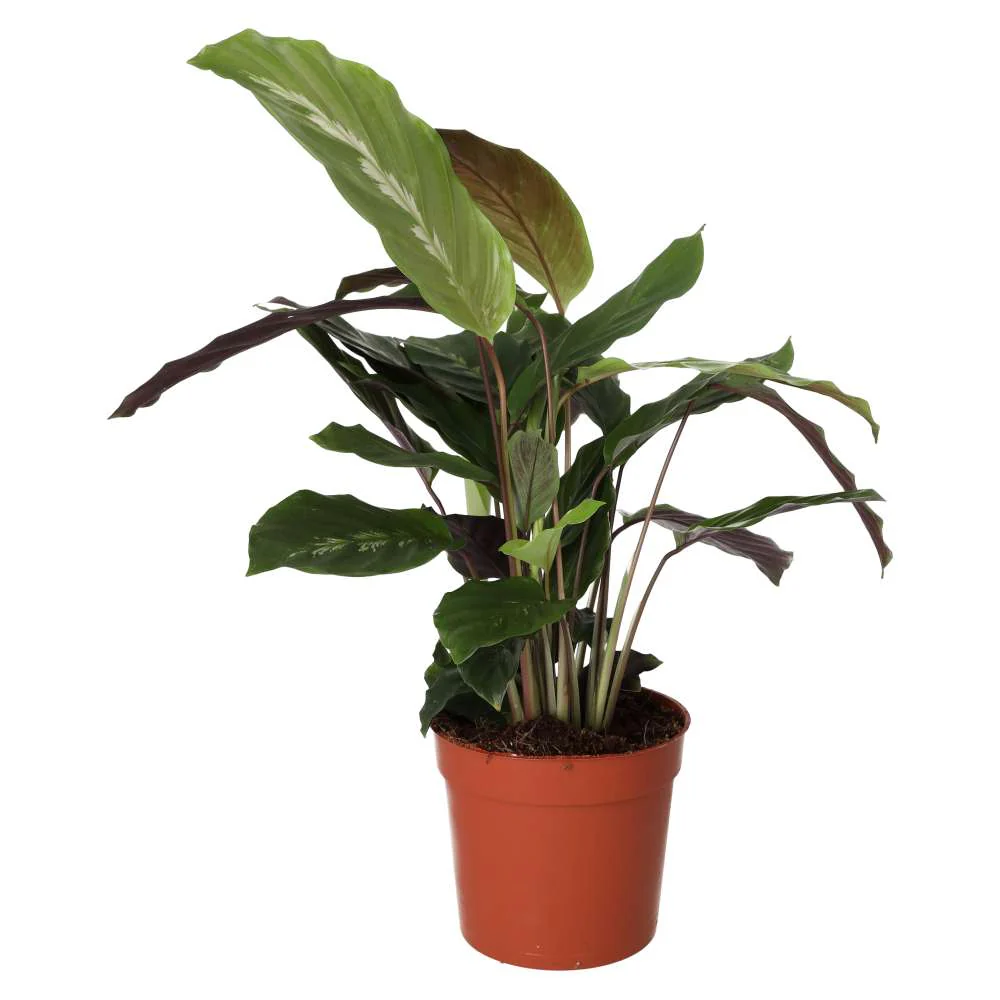 ProRep Live plant. Calathea mix (Large)