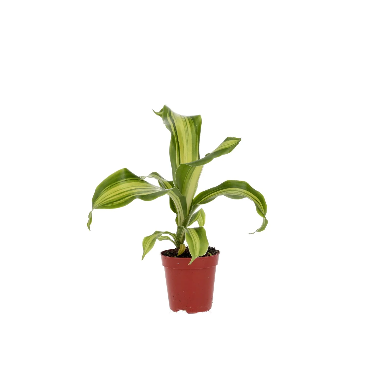 ProRep Live plant. Dragon Plant Small