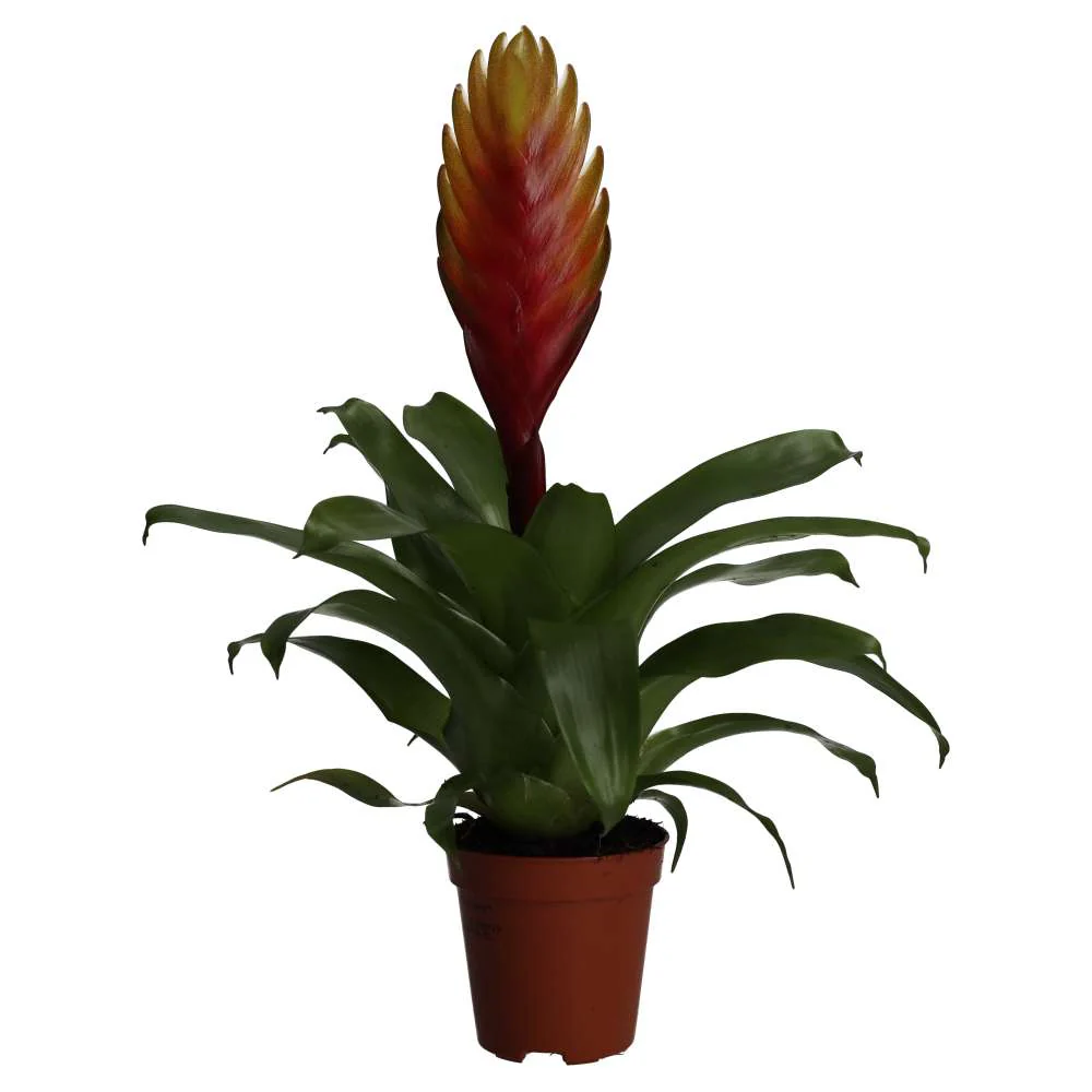 ProRep Live plant. Orange Spike Bromeliad (Small)