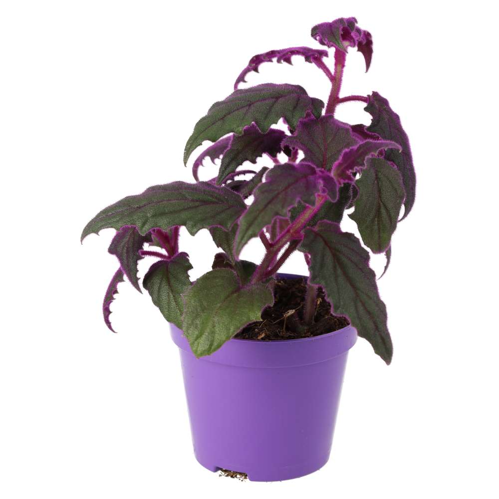 ProRep Live Plant Purple Velvet Plant (Medium)
