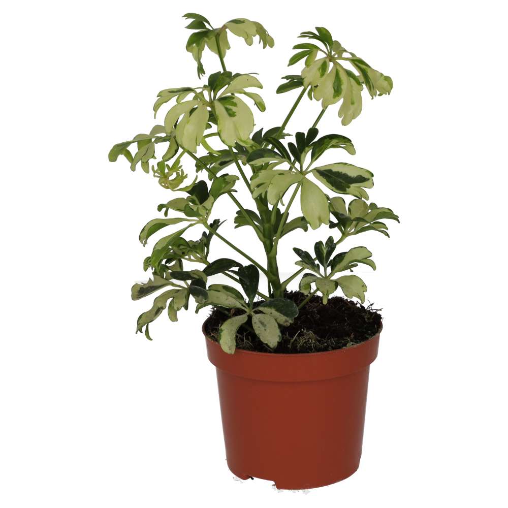 ProRep Live plant Schefflera Arboricola Medium