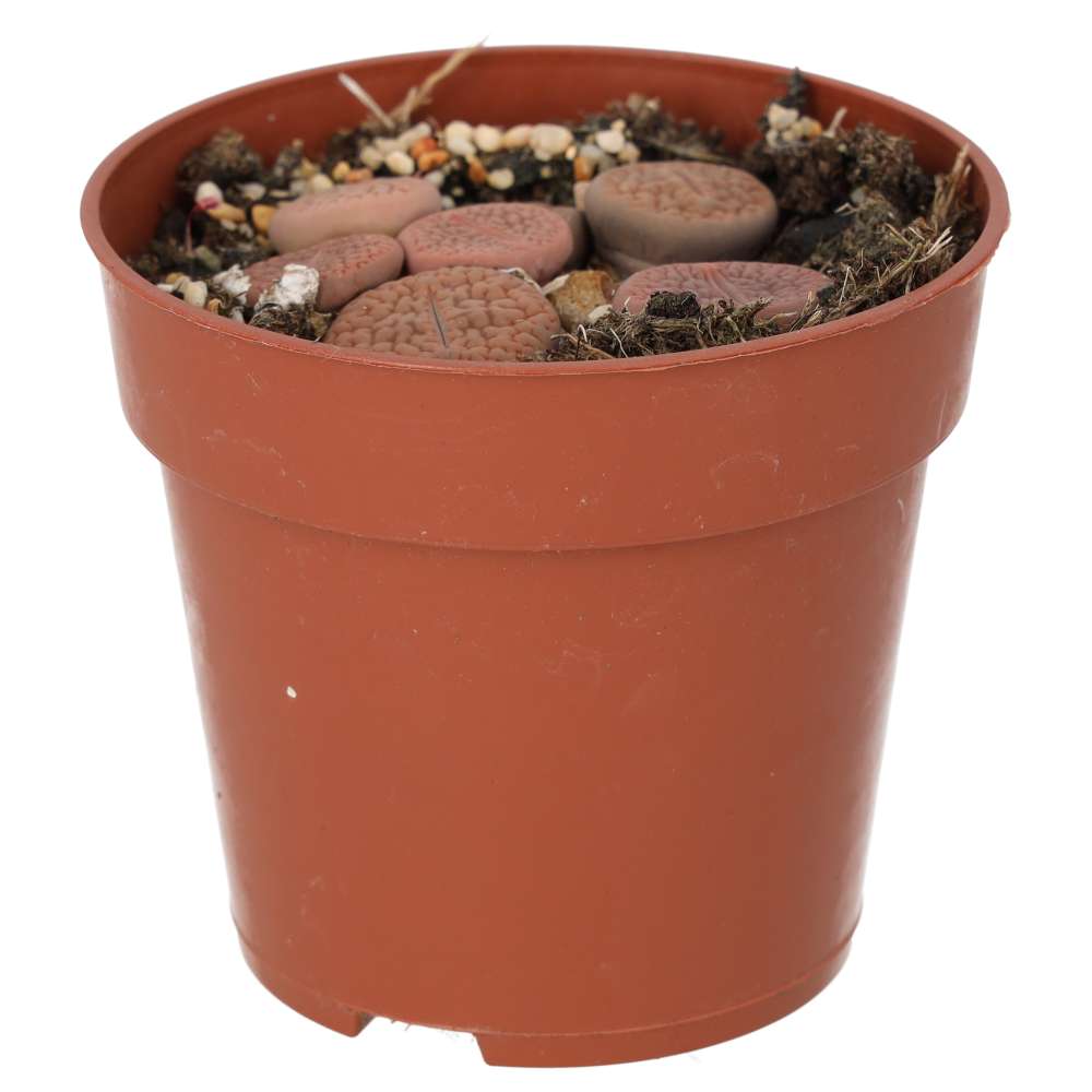 ProRep Live plants. Living Stone (Medium)