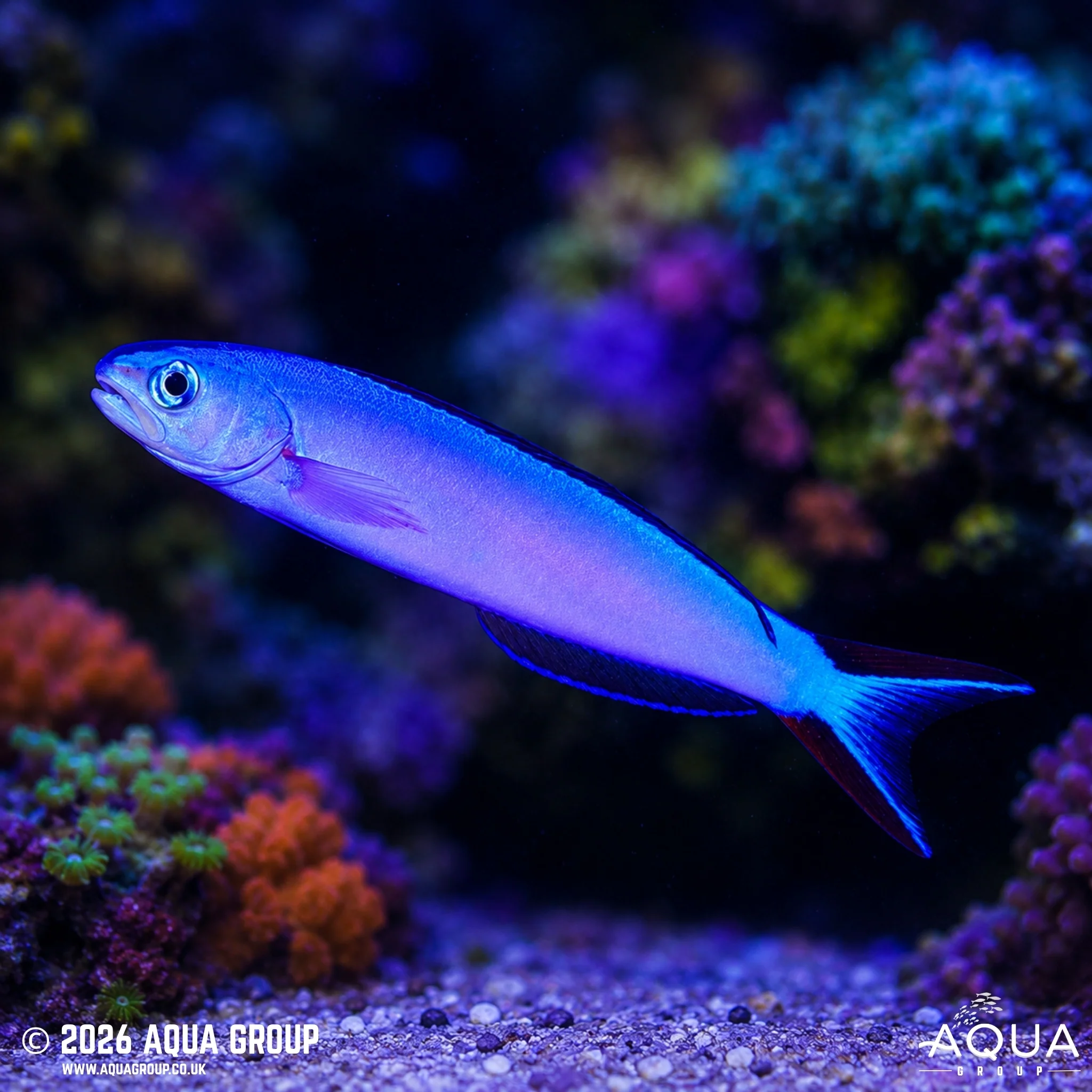 Purple Tilefish - Hoplolatilus purpureus