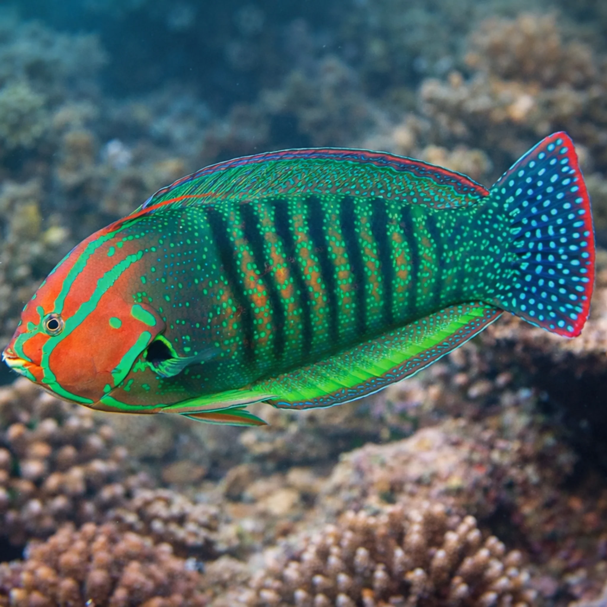 Queen Coris - Coris formosa - Image 3