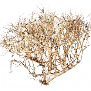 Ramous Wood 30-45cm