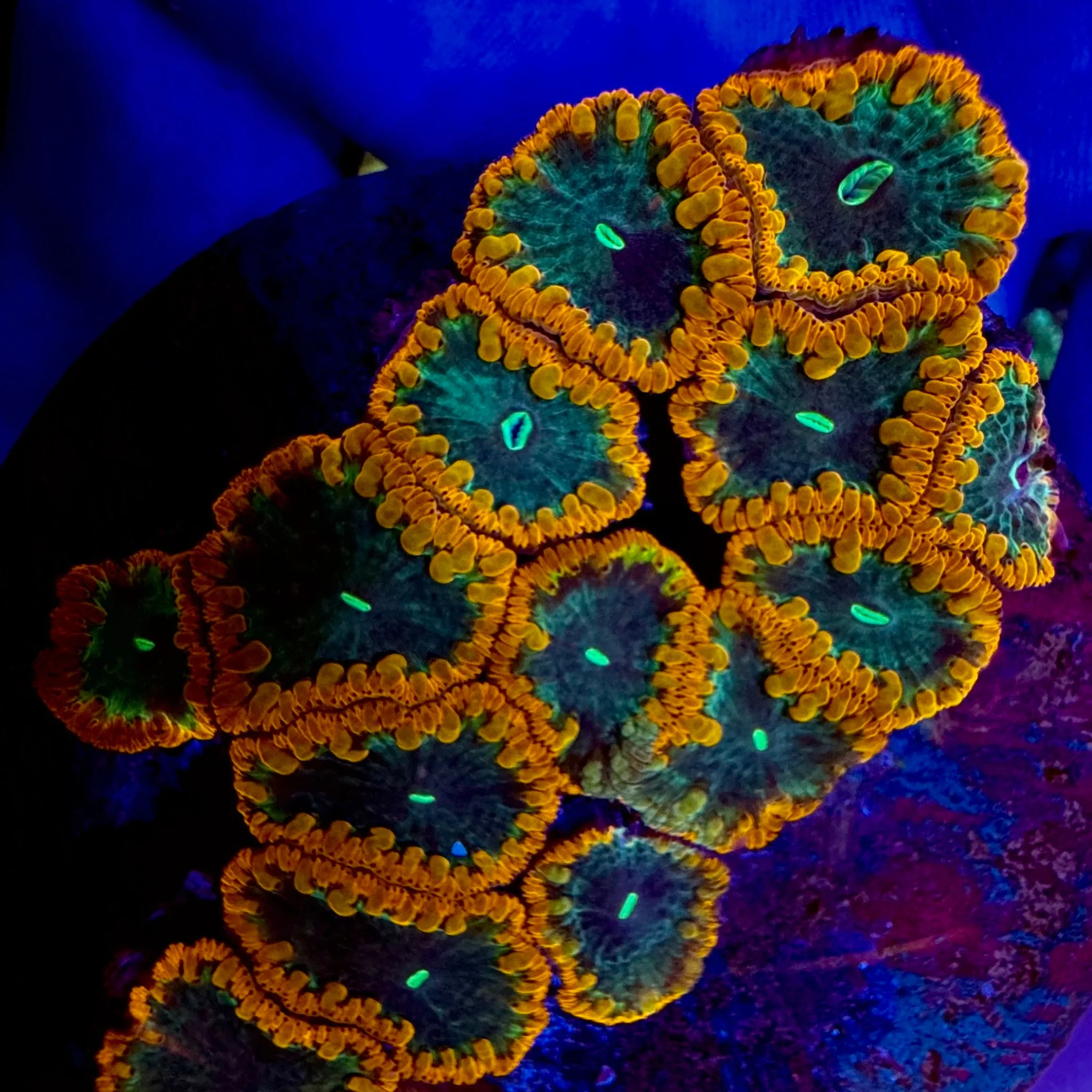 Red and Blue Centre Blastomoussa Wellsi Colony