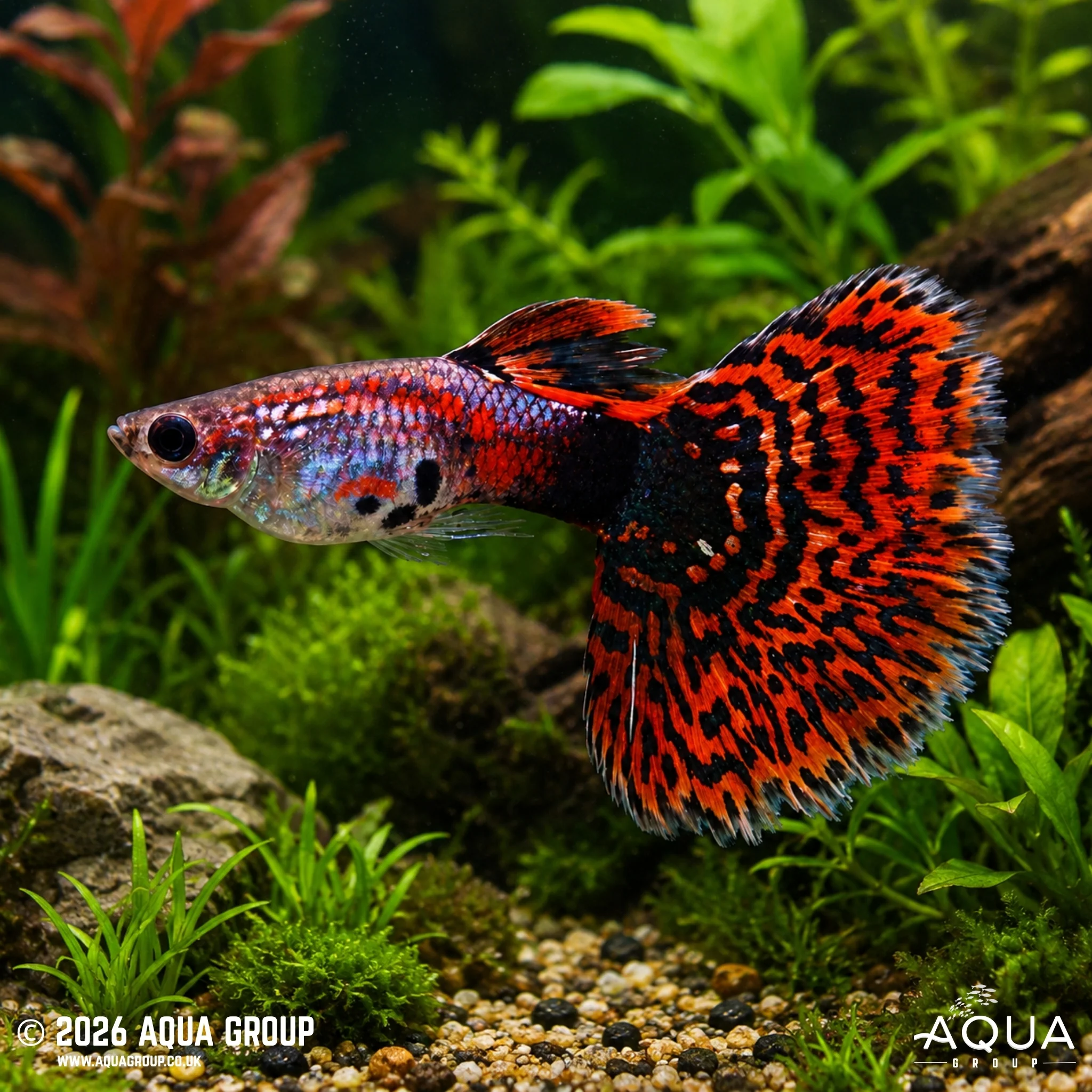 Red Mosaic Guppy - Poecillia reticulata