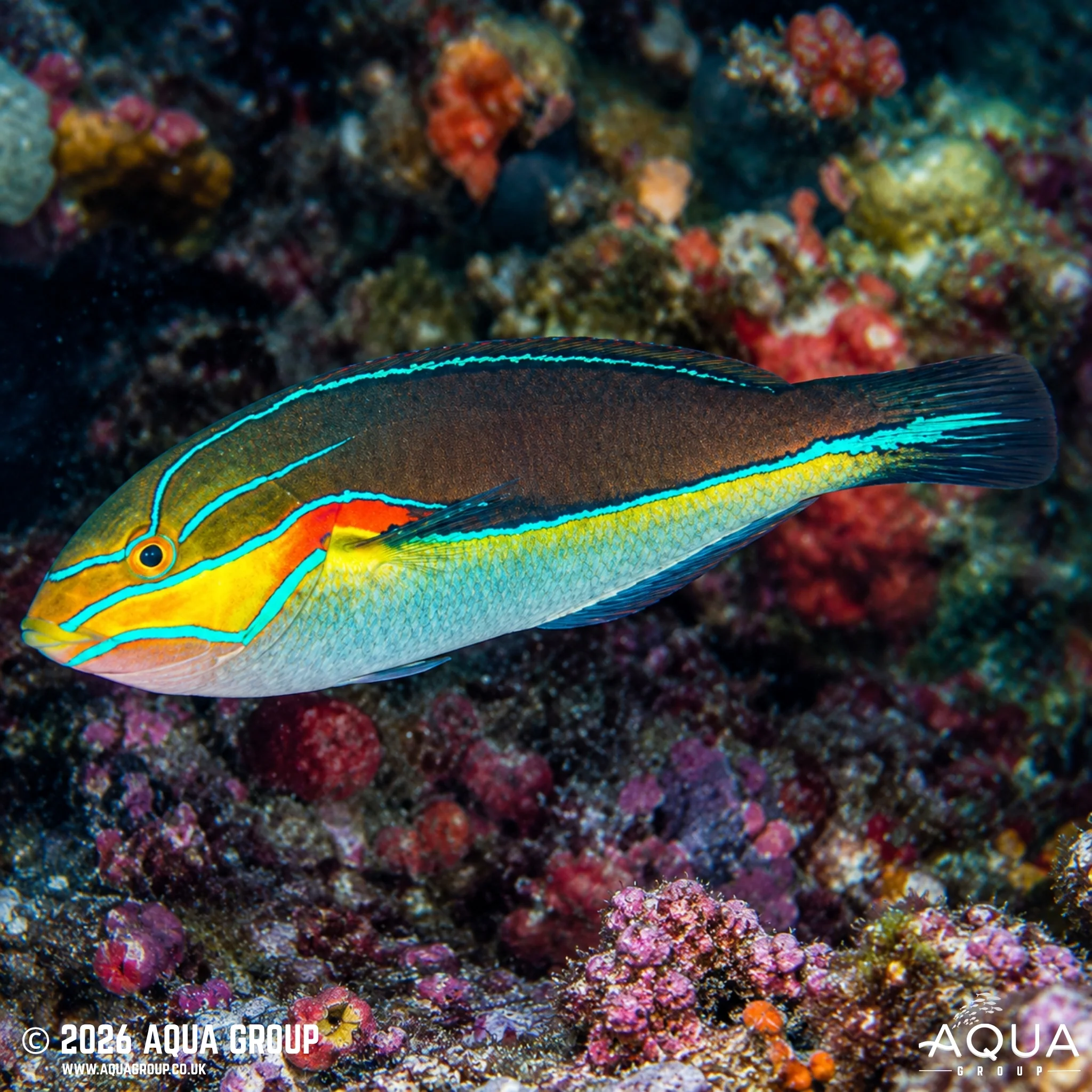 Red Shoulder Wrasse - Stethojulis bandanensis