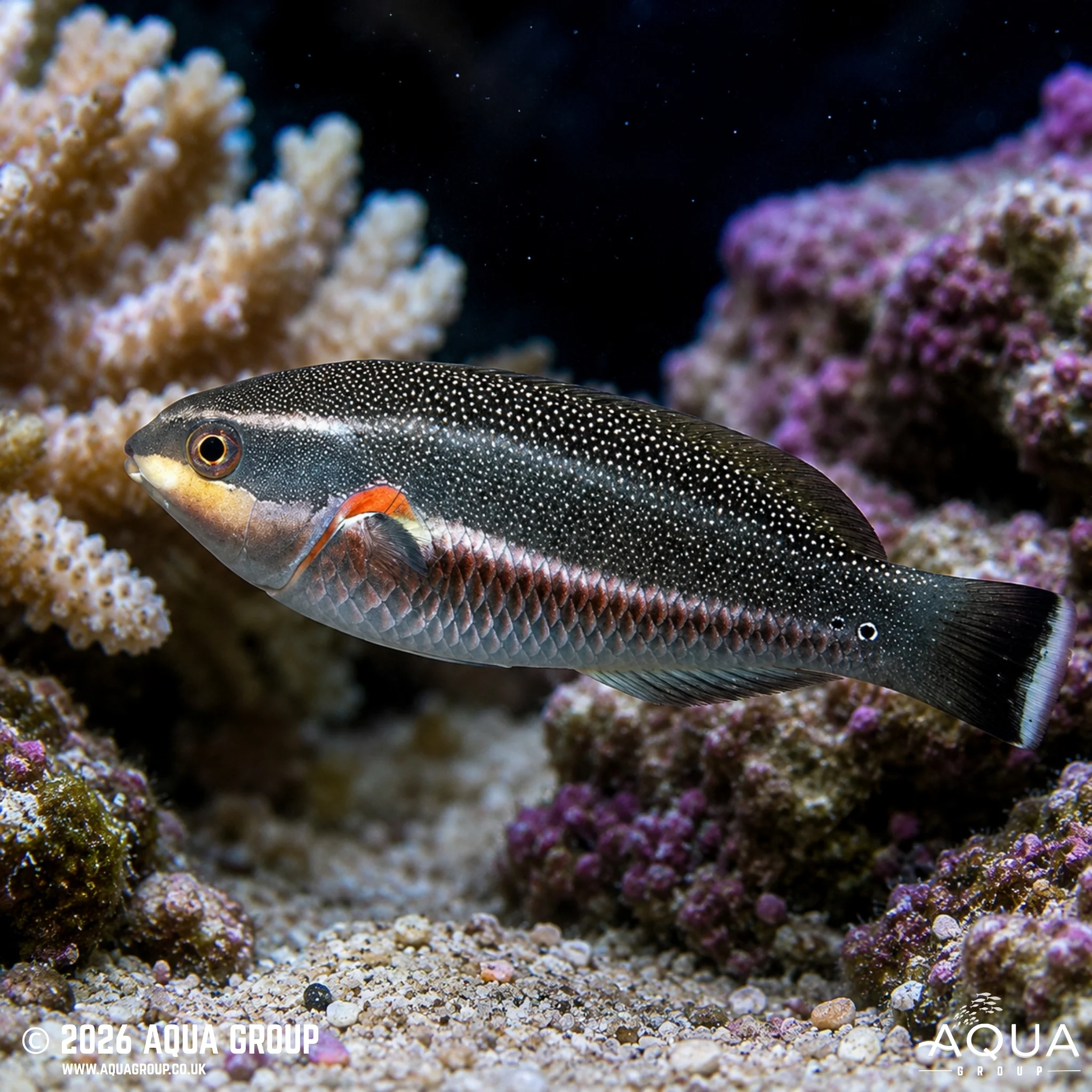 Red Shoulder Wrasse - Stethojulis bandanensis - Image 2