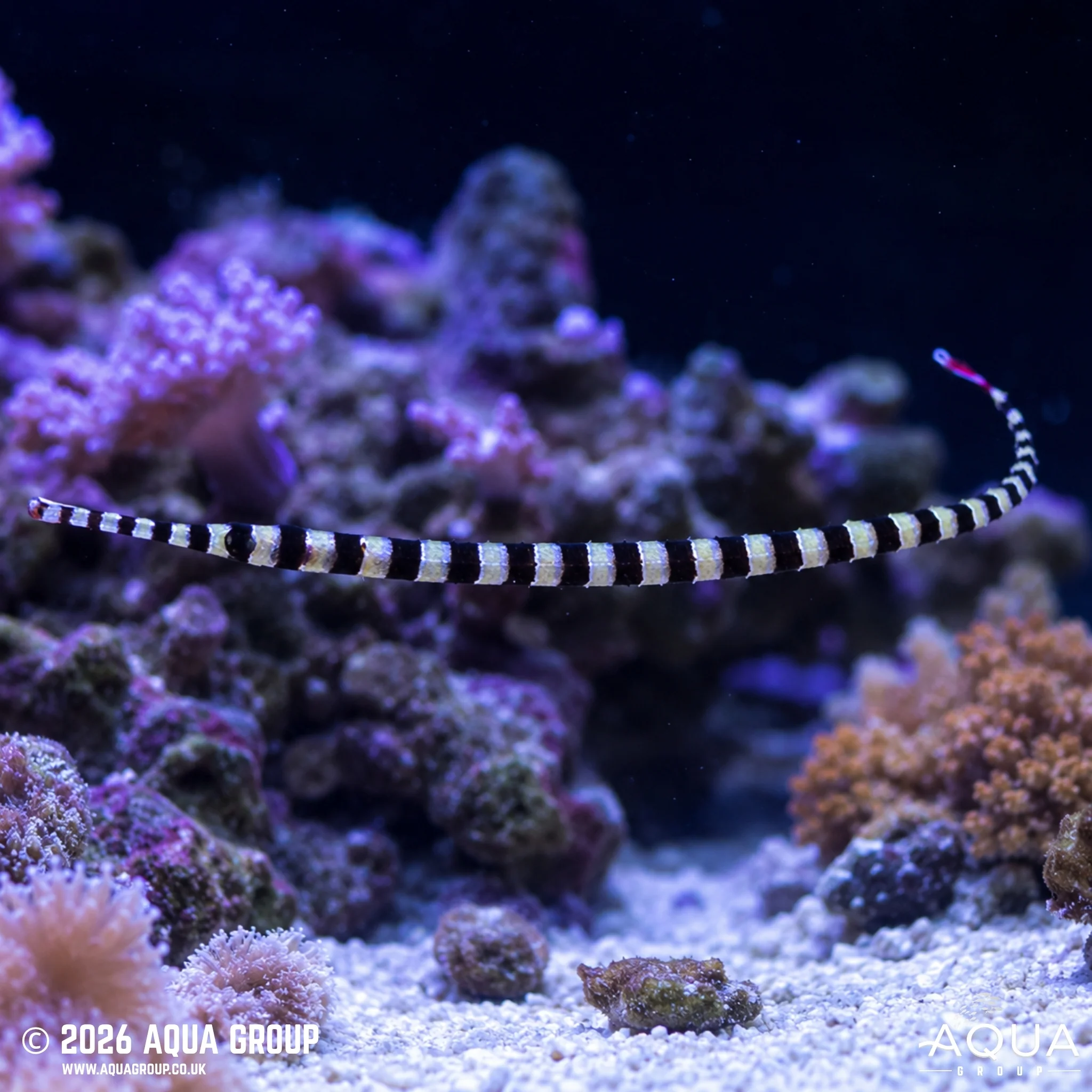 Reef Safe