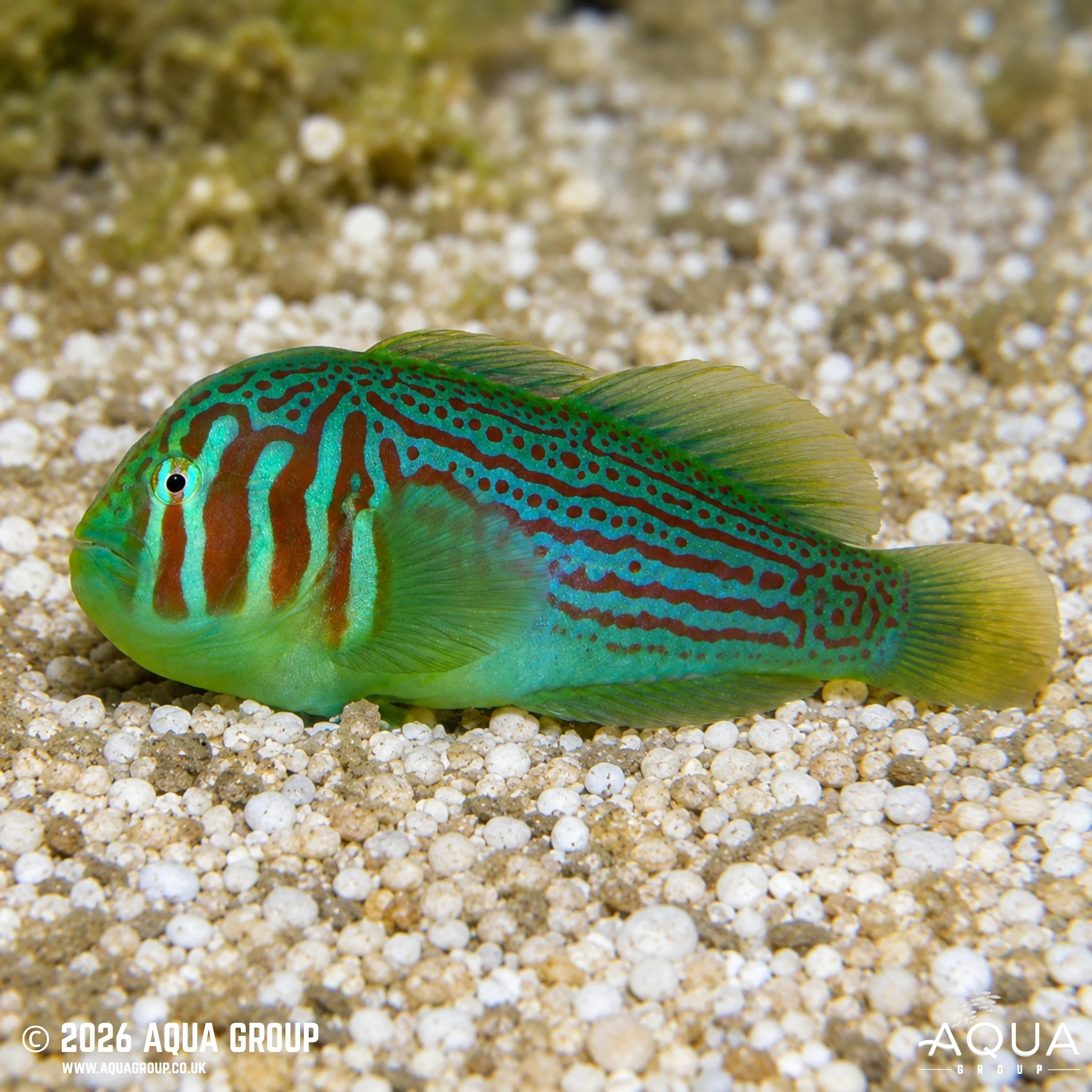 Green Clown Goby - Gobiodon rivulatus