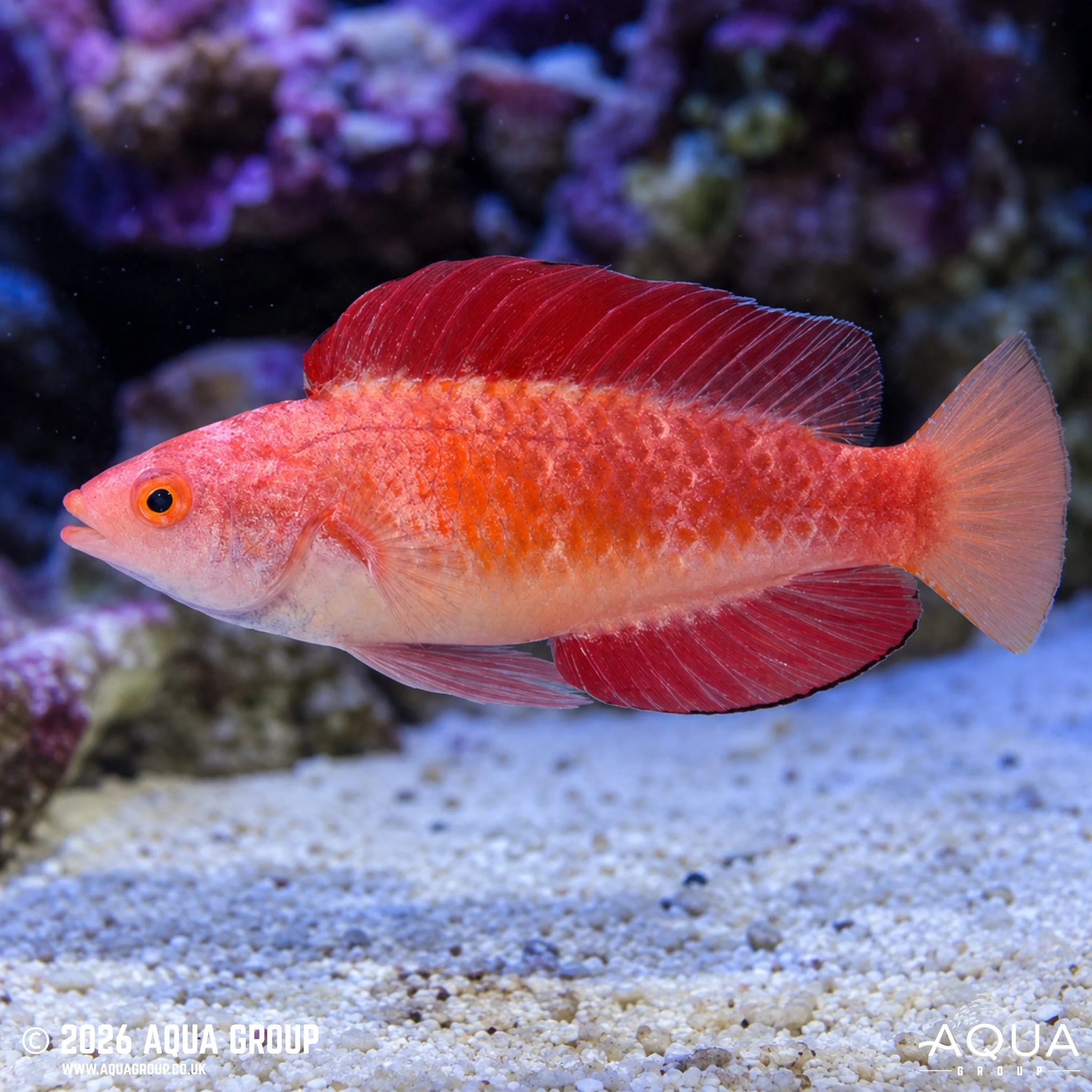 Ruby Fin Fairy Wrasse - Cirrhilabrus Rubripinnis