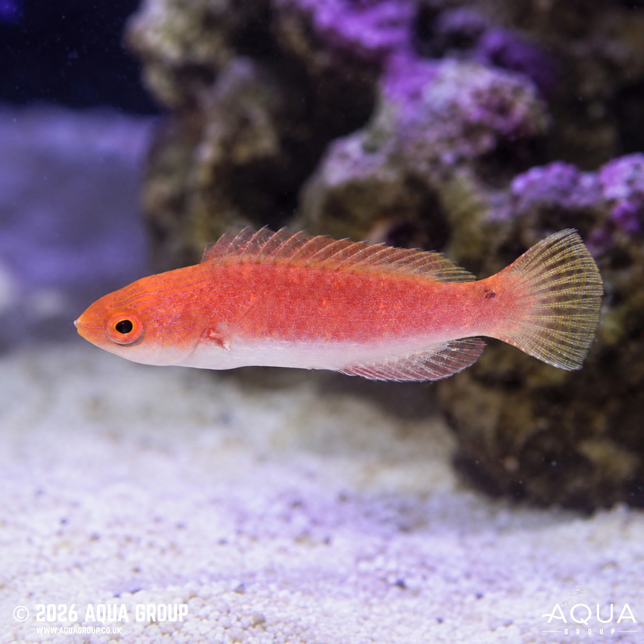 Ruby Fin Fairy Wrasse - Cirrhilabrus Rubripinnis - Image 2