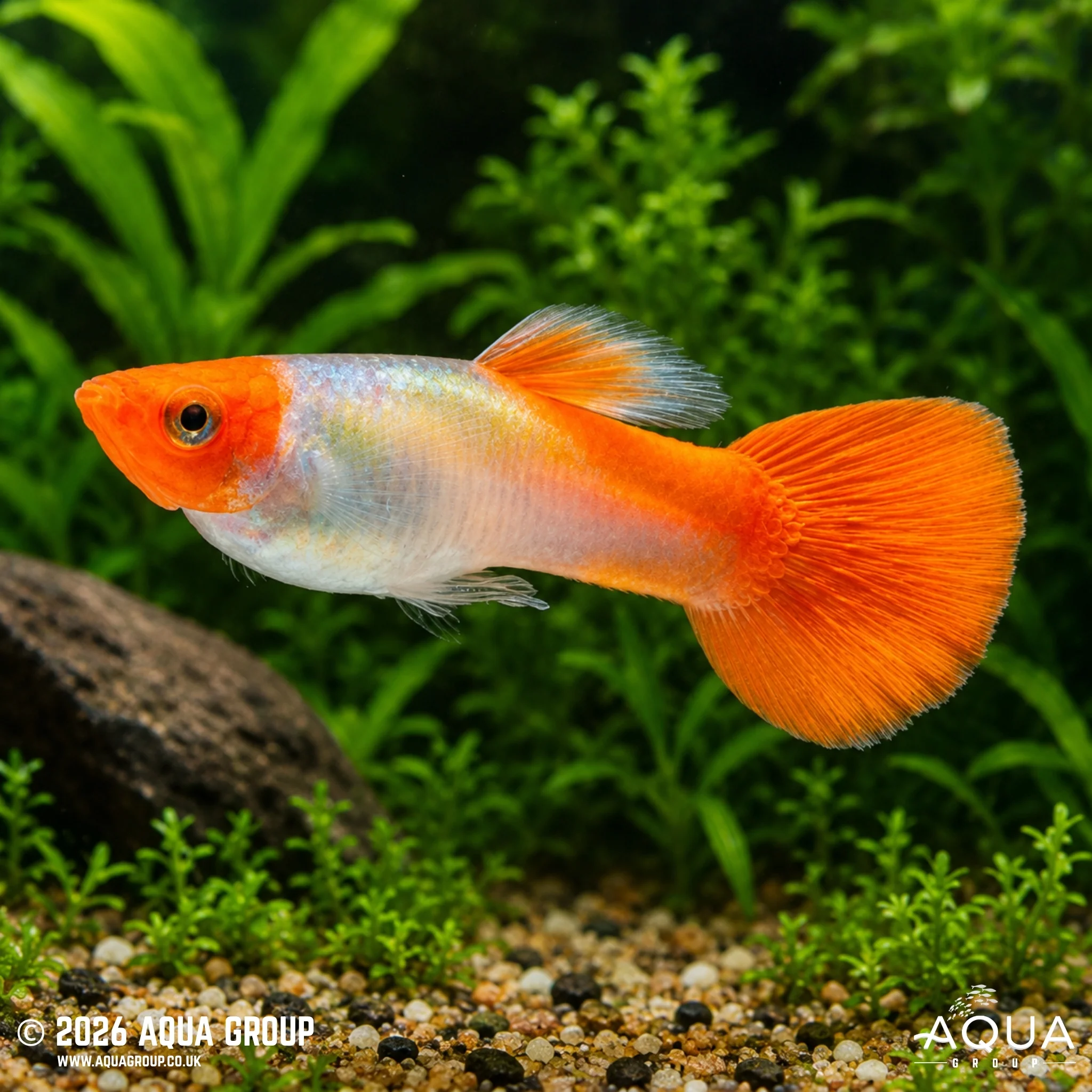 Rummy Nose Guppy - Poecillia reticulata