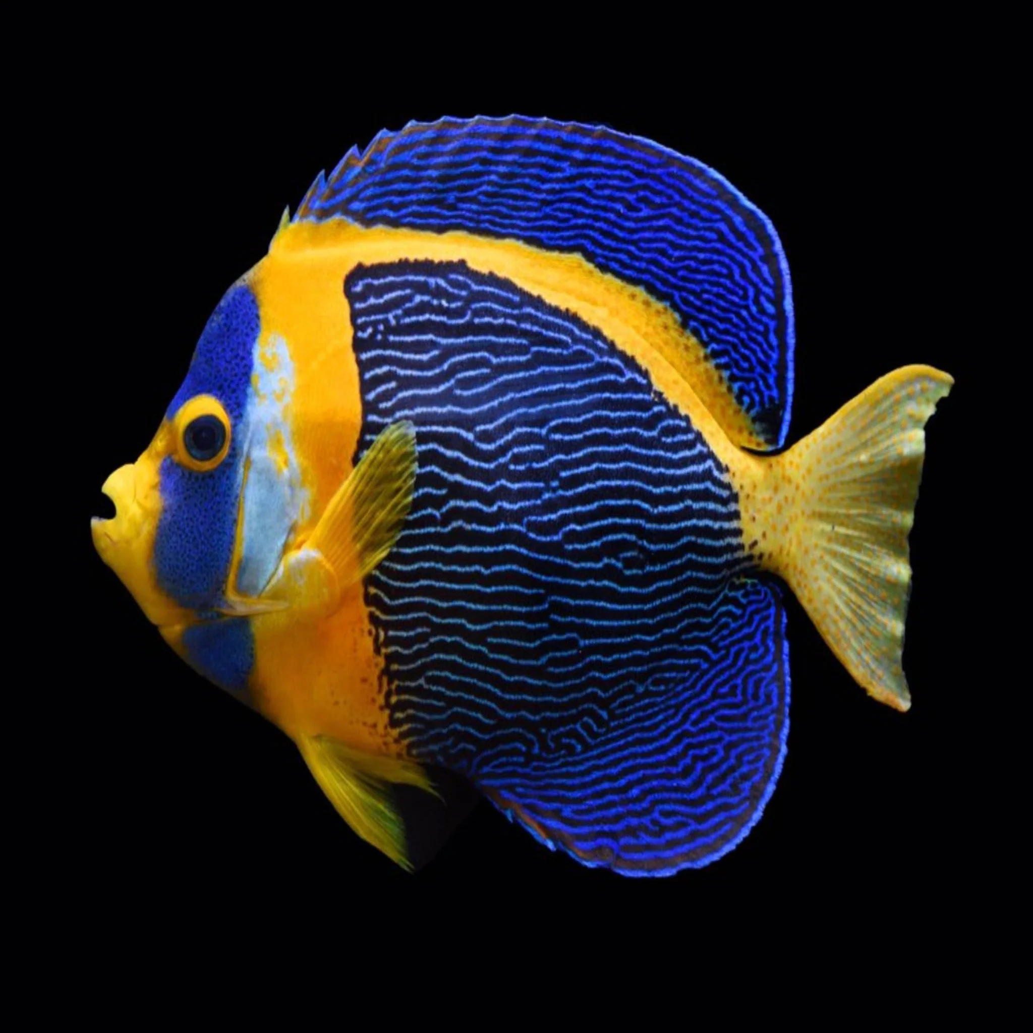 Scribbled Angelfish - Chaetodontoplus duboulayi