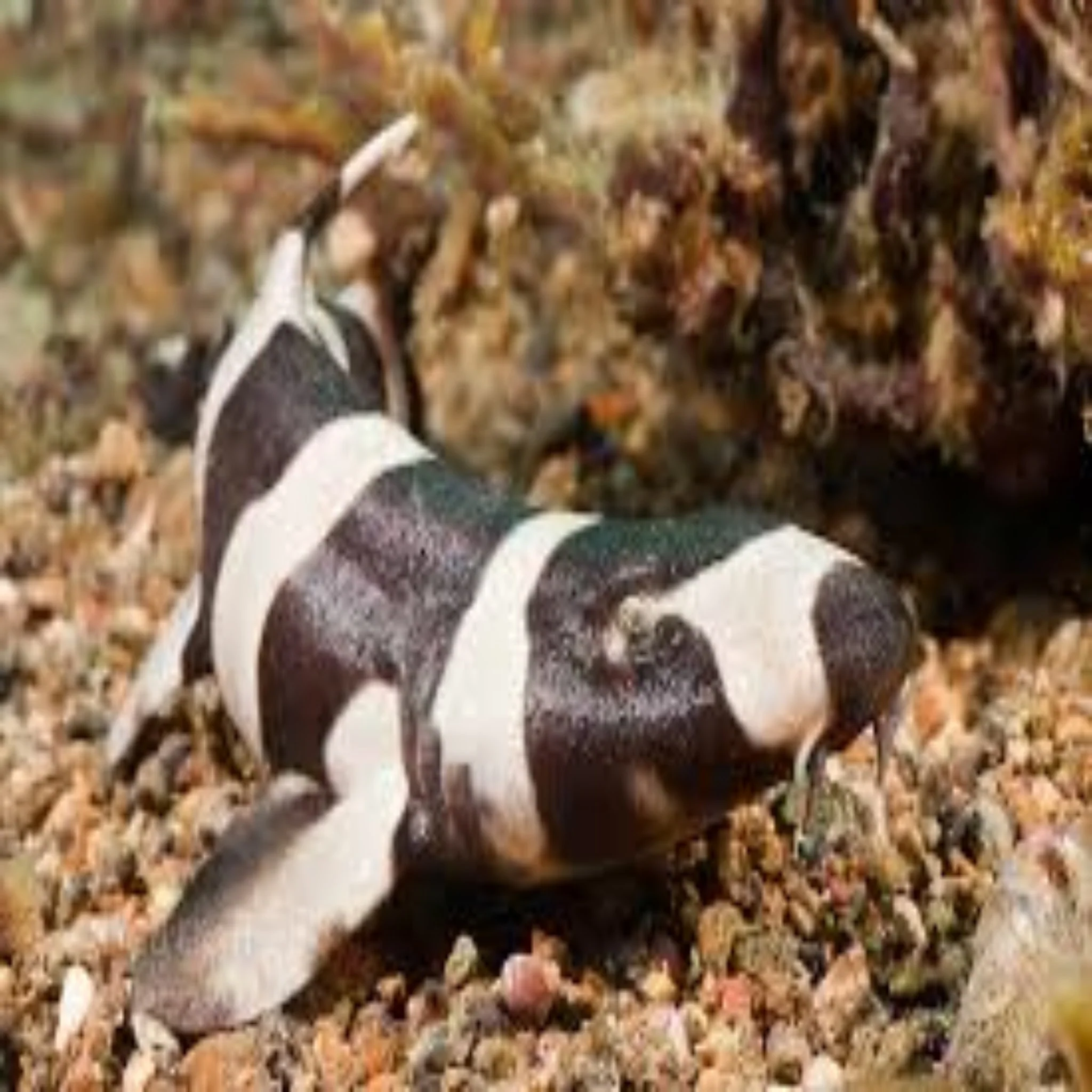 Bamboo Shark