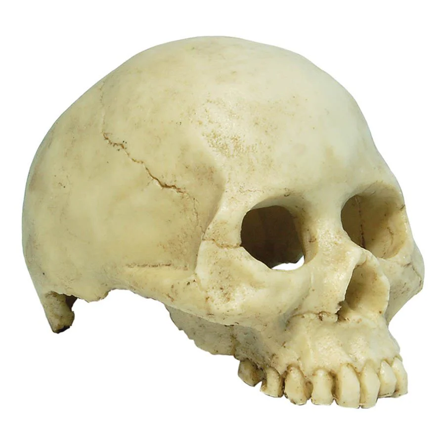 Repstyle Skull Human - 13.5 x 9 x 9cm