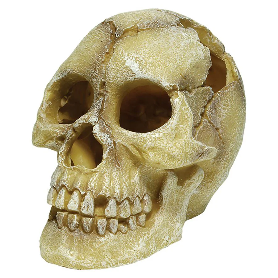 RepStyle Skull Human - 12 x 18 x 13cm