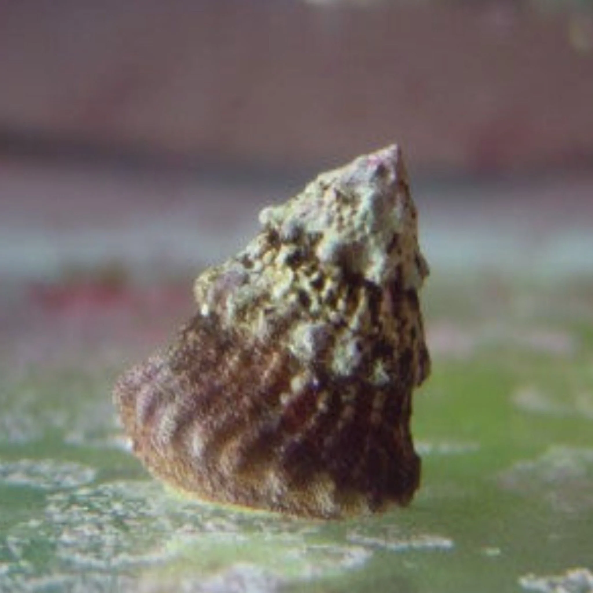 Snail - Turbo tectum
