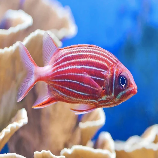 Stripe Squirrel Fish [Sargocentron diadema]