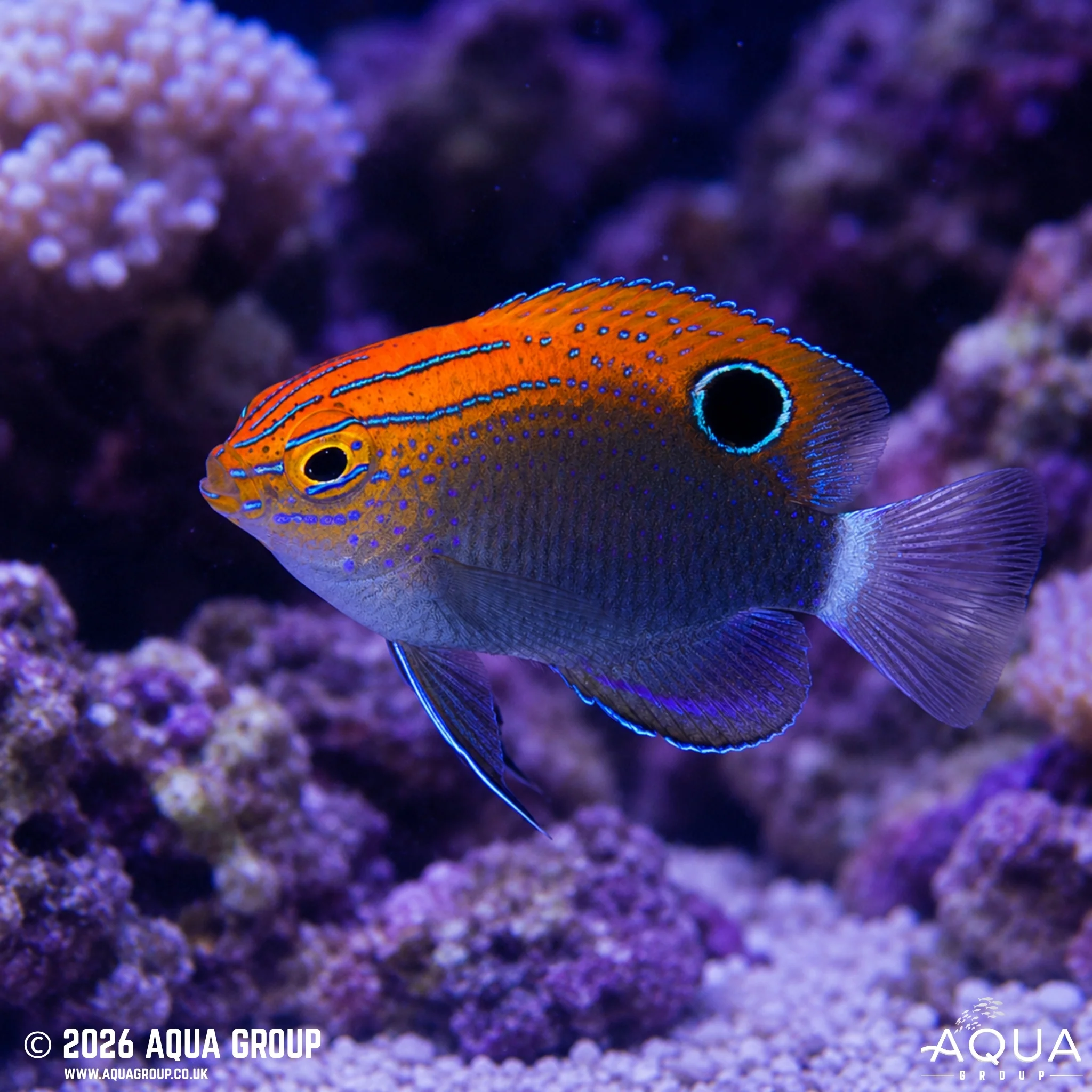 Speckled Damsel - Pomacentrus bankanensis