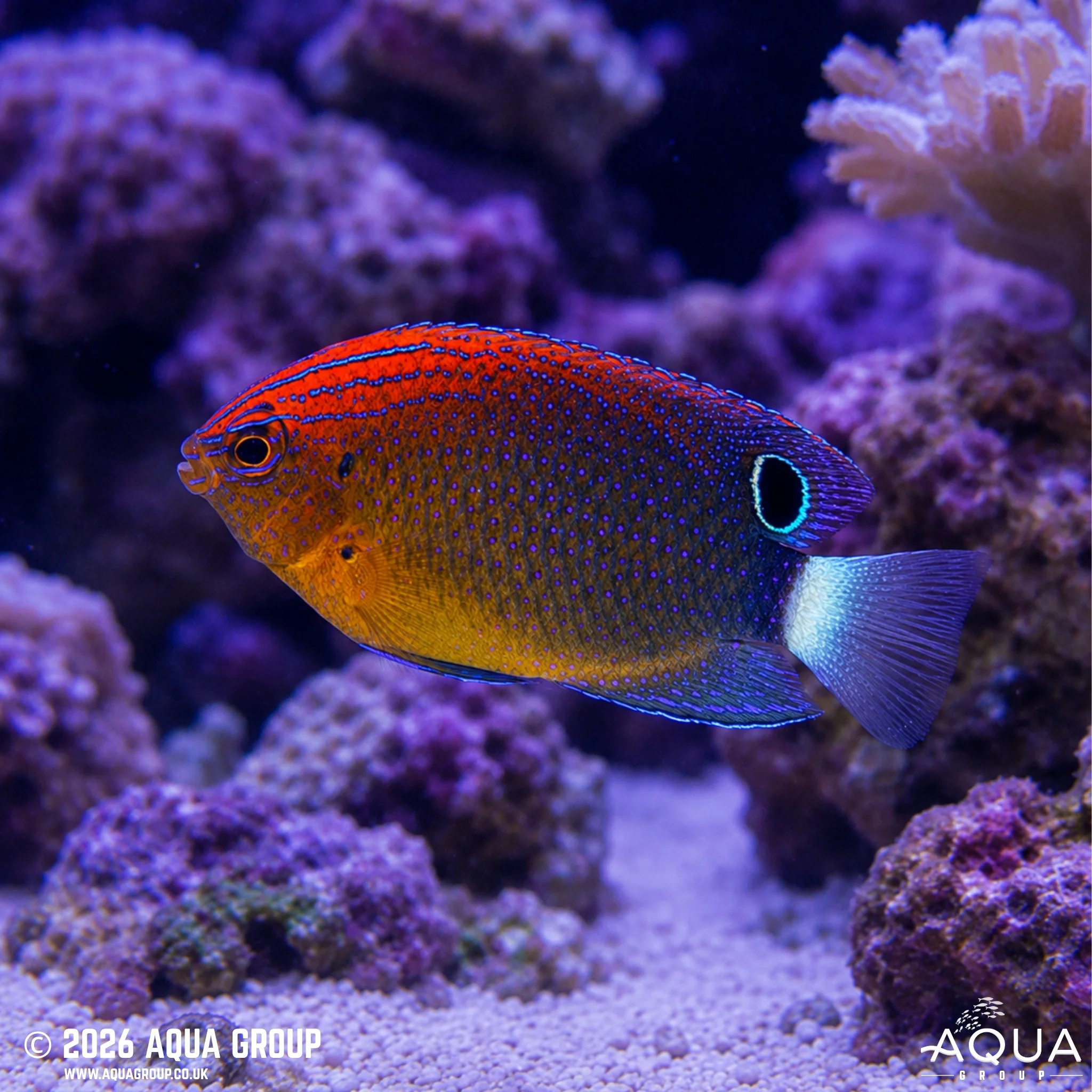Speckled Damsel - Pomacentrus bankanensis - Image 2