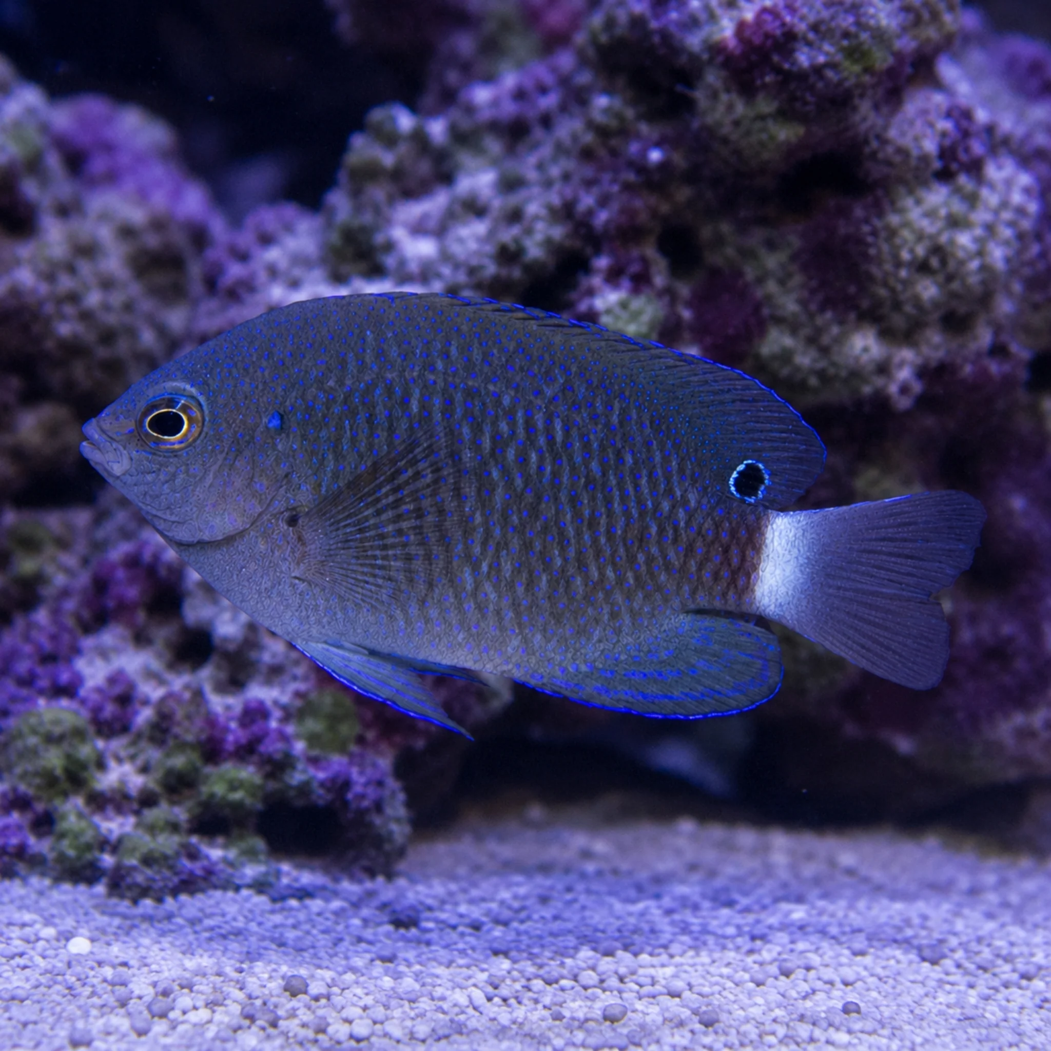 Speckled Damsel - Pomacentrus bankanensis - Image 3