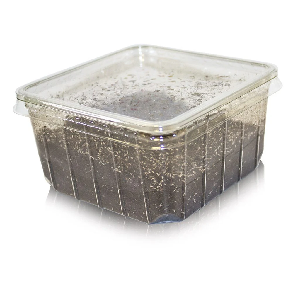 Springtails Pre-Pack