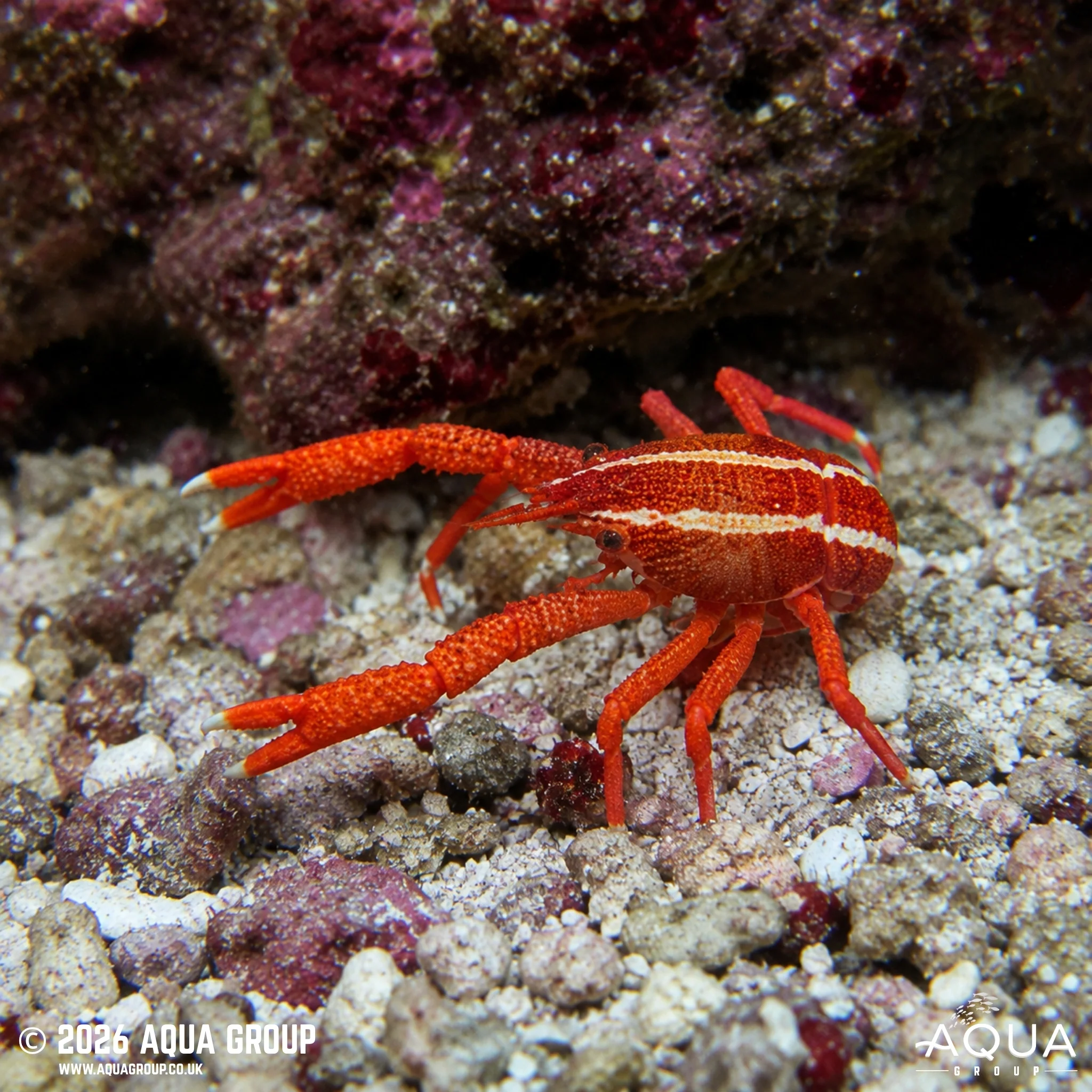 Squat Lobster - Allogalathea elegans - Image 2