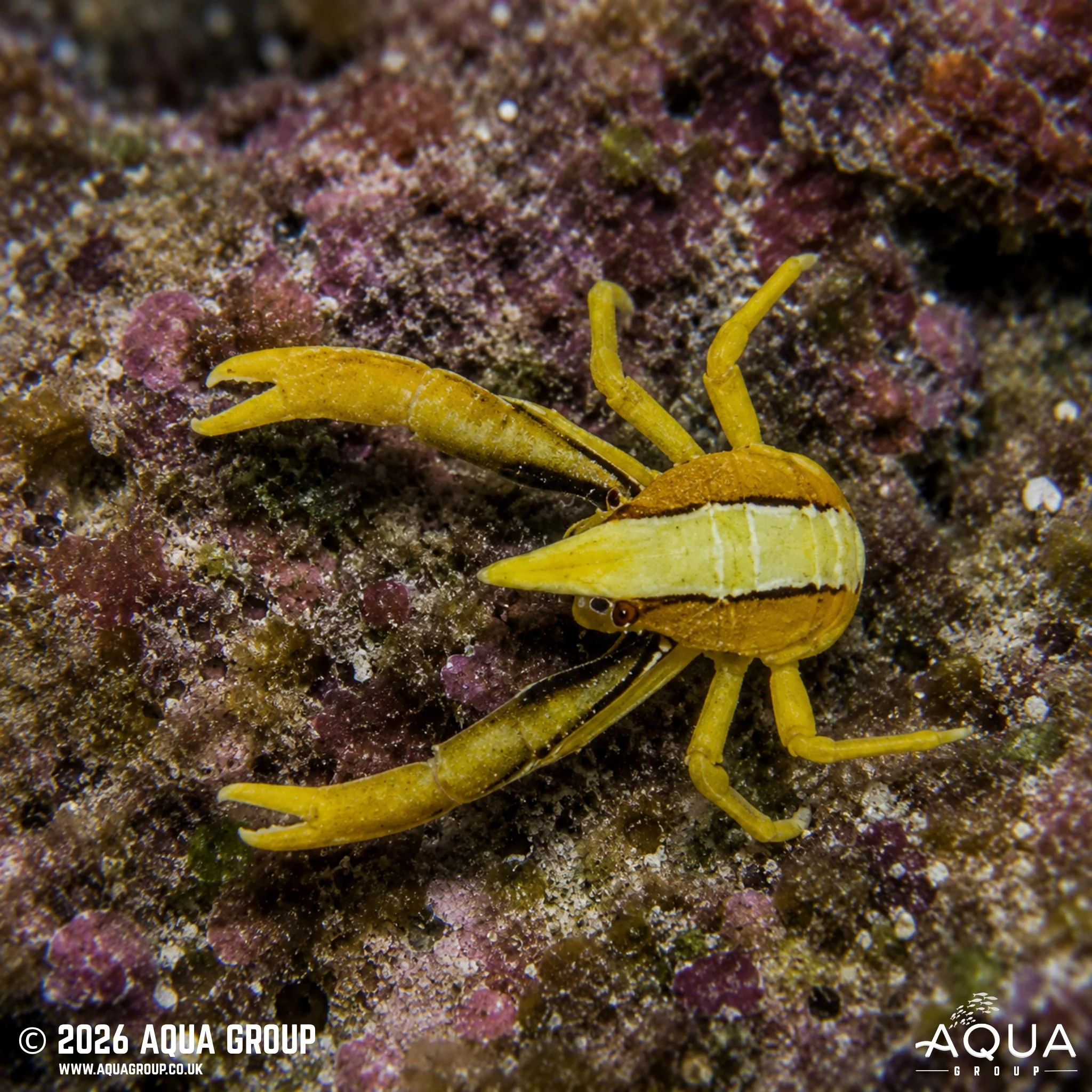 Squat Lobster - Allogalathea elegans - Image 3