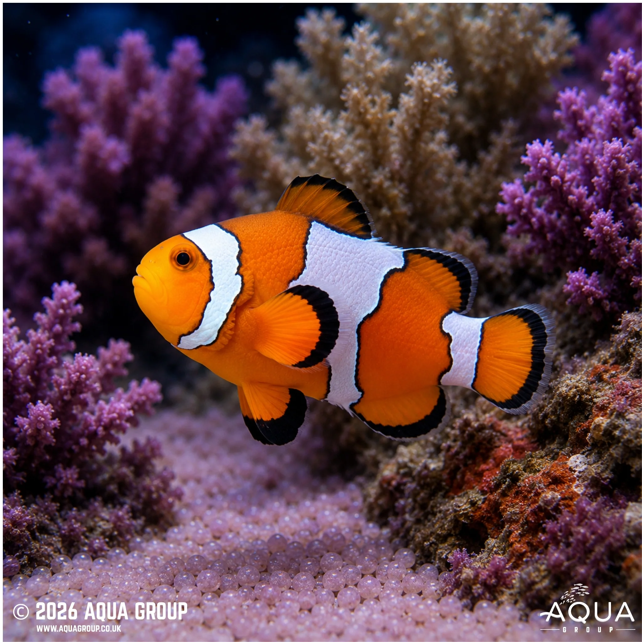 Snowflake Clownfish - Amphiprion ocellaris