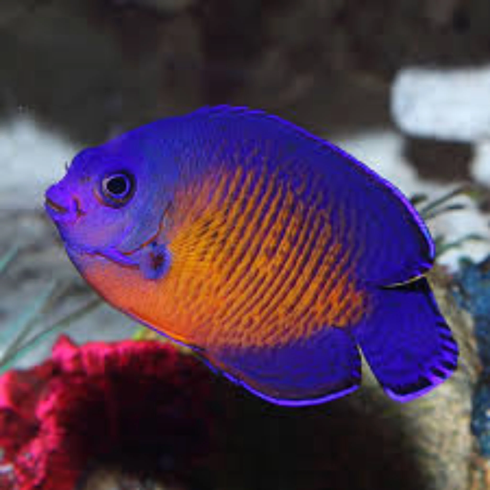 Tank Bred Coral Beauty