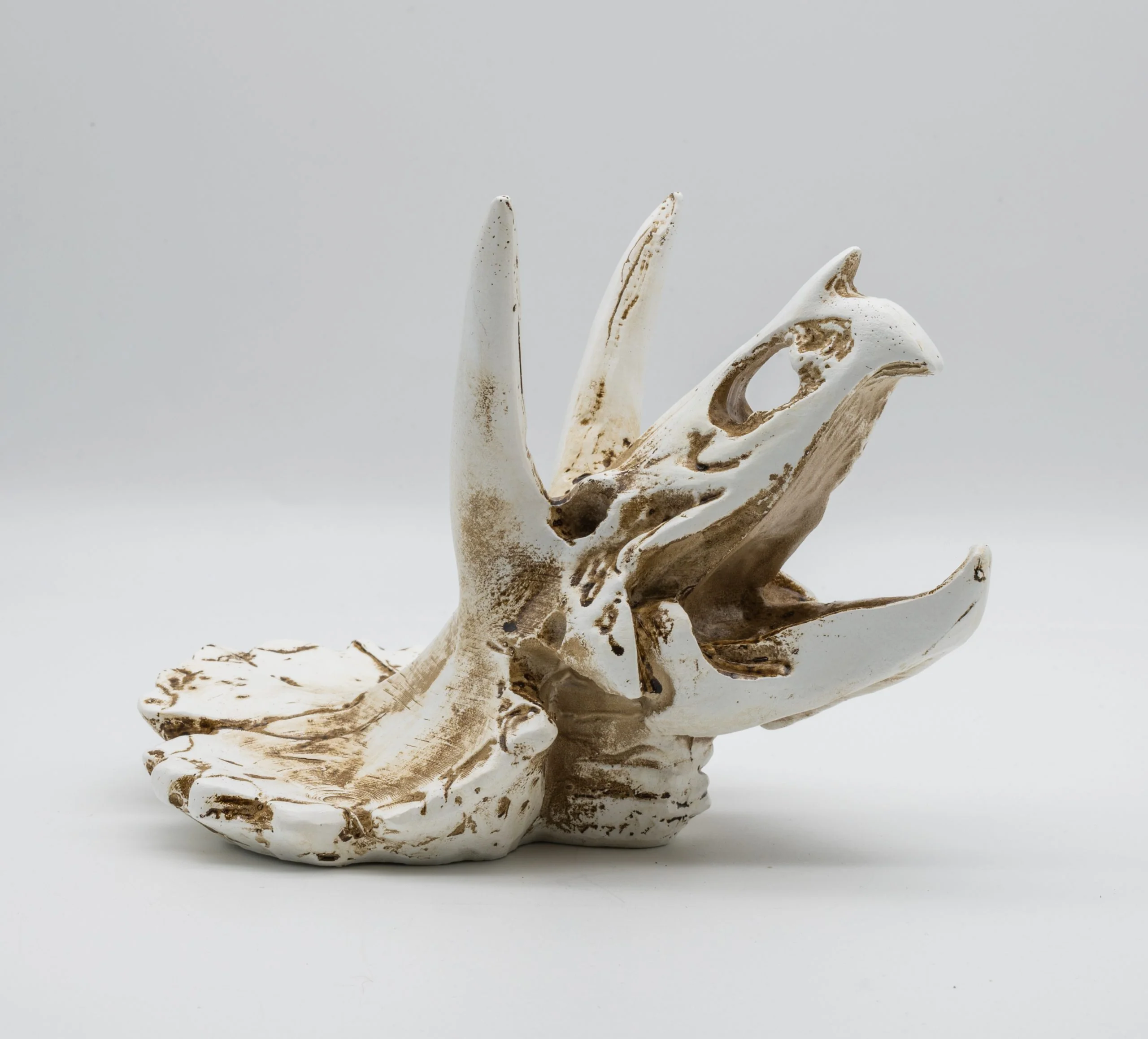 ProRep Triceratops Skull 17x12x12.5cm