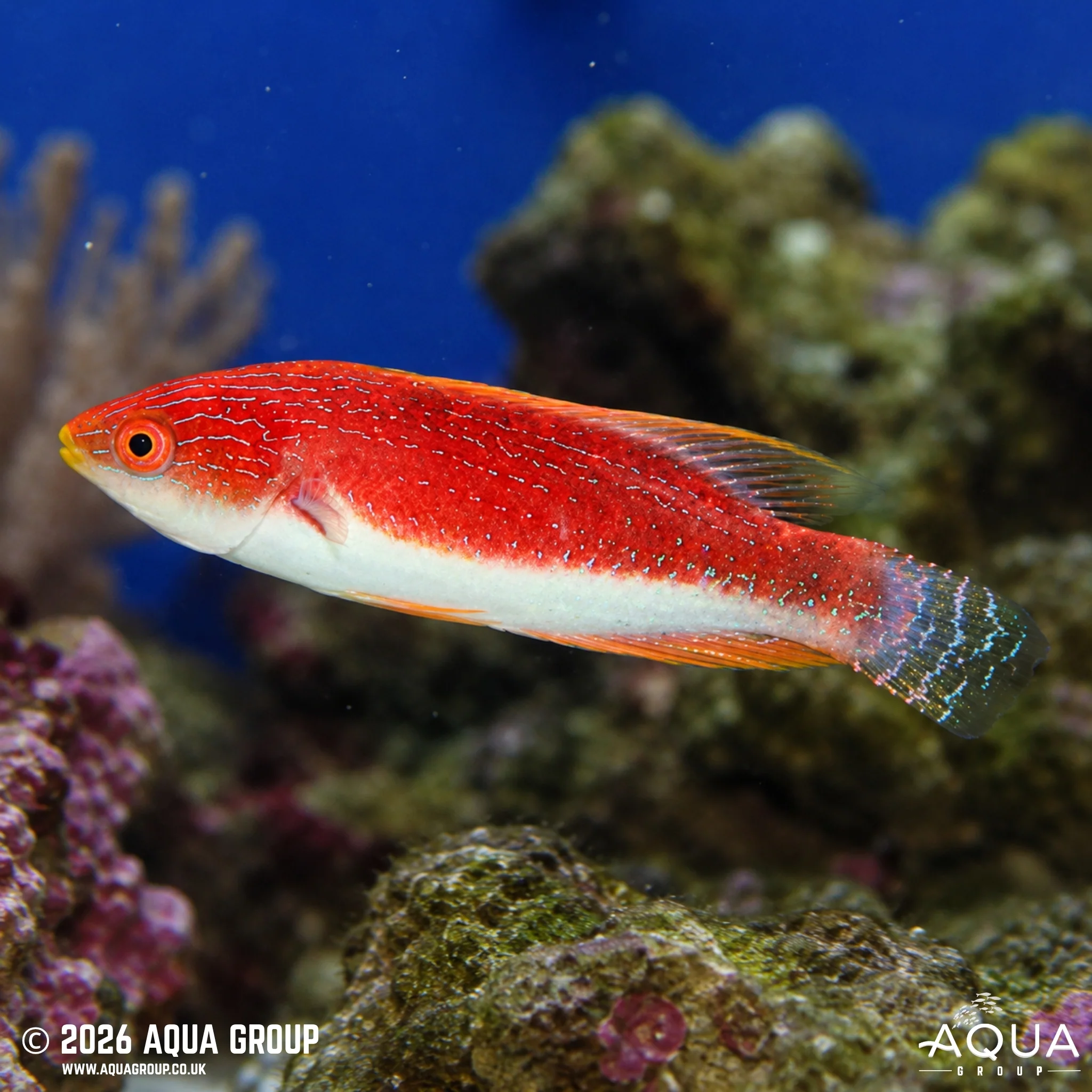 Whip-fin Fairy Wrasse - Cirrhilabrus filamentosus - Image 2