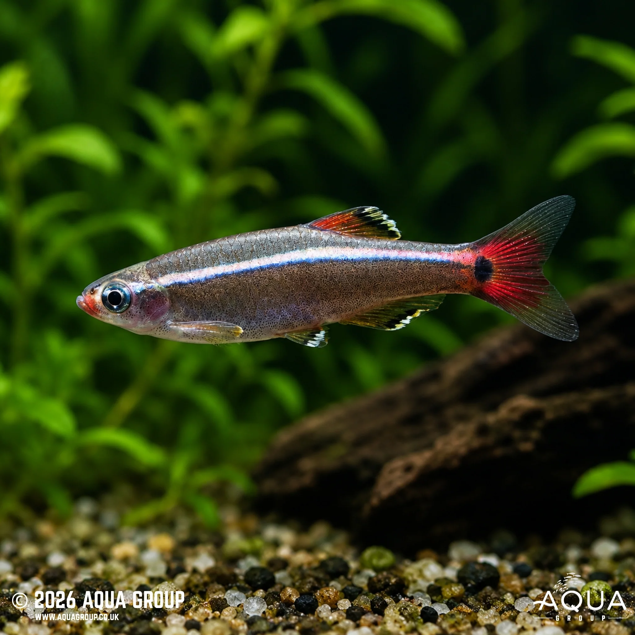 White Cloud Mountain Minnow - Tanichthys albonubes