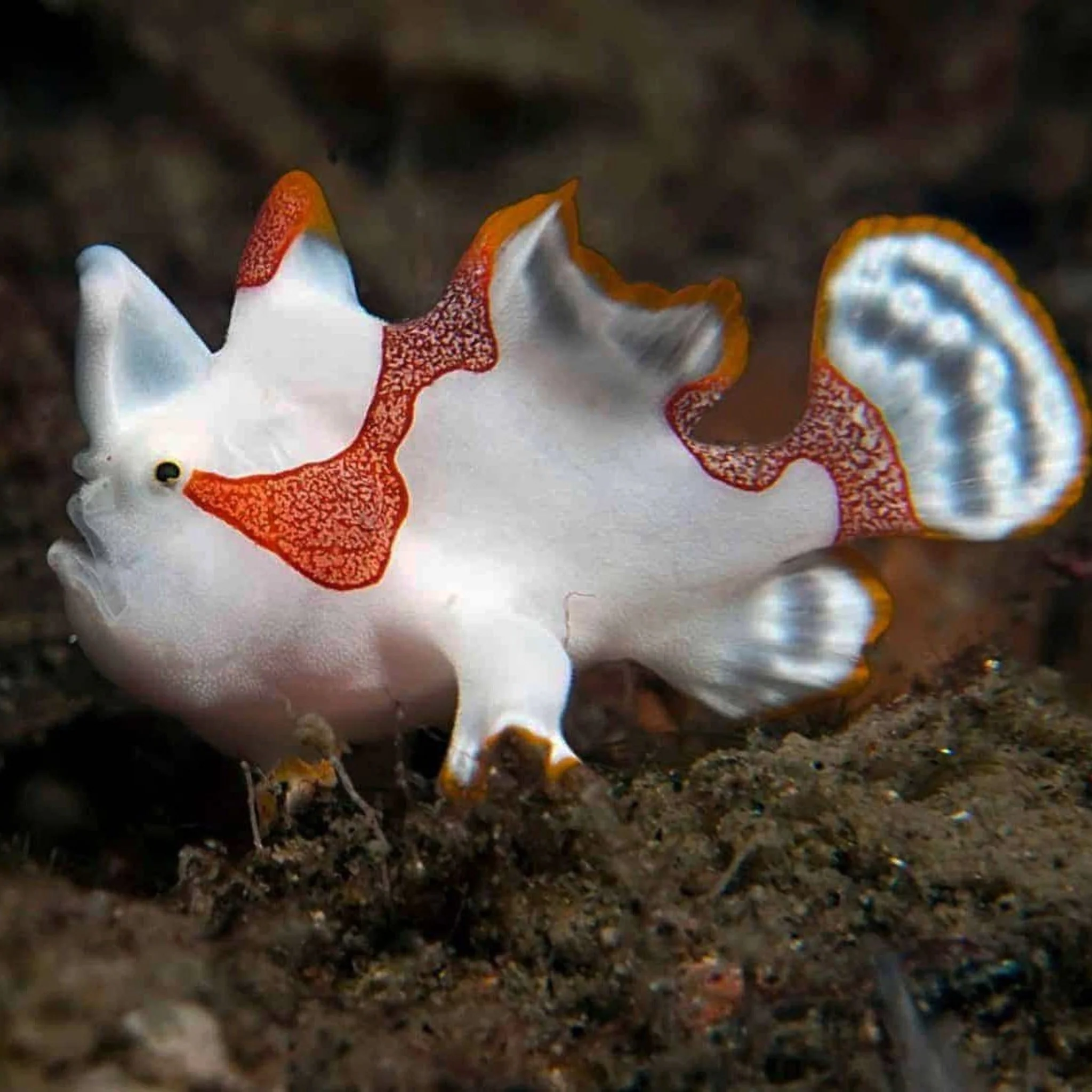 Clown Wartskin Anglerfish - Antennarius maculatus
