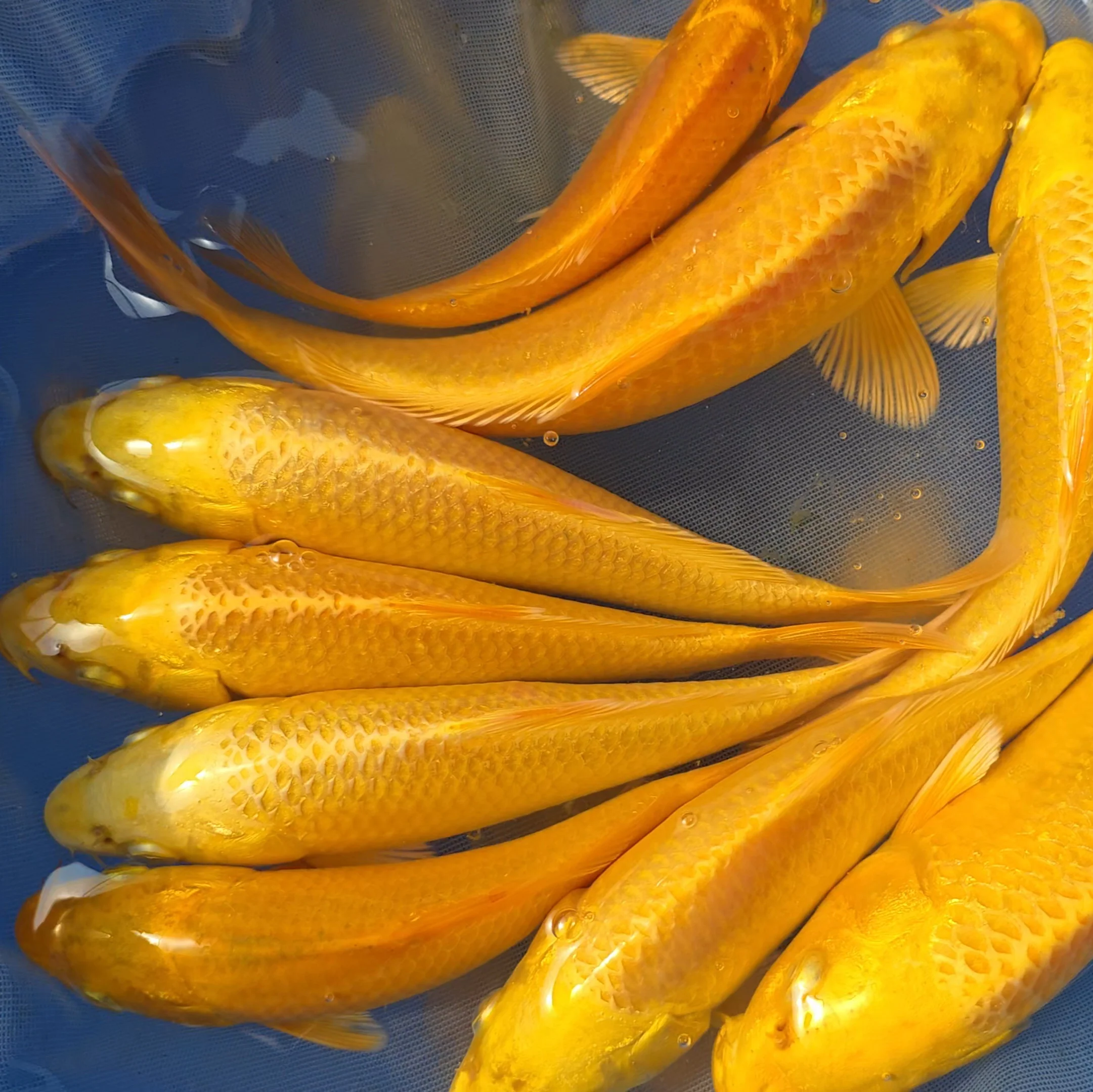 Japan 2025 Hand Selected Koi